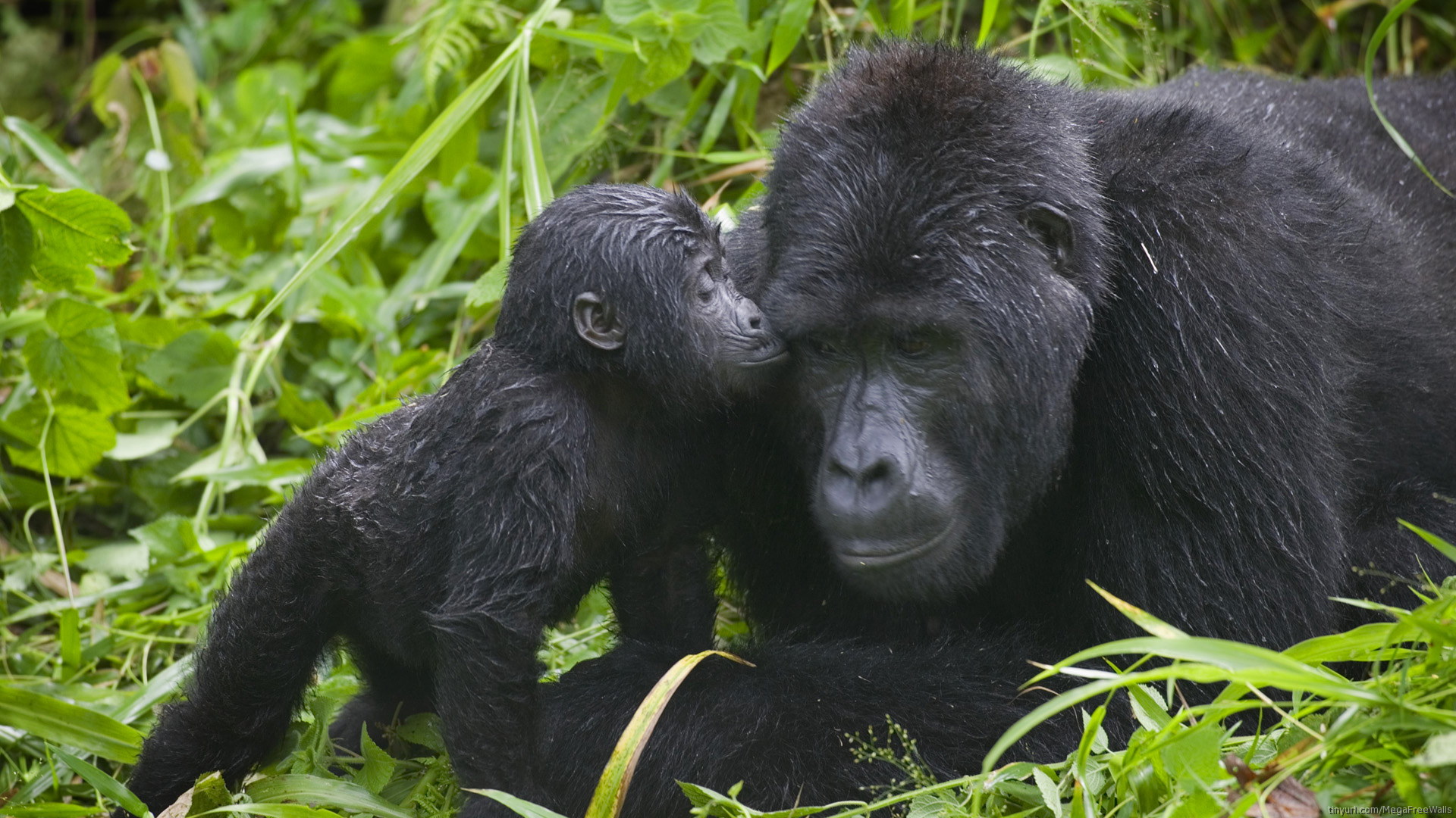 263184 baixar imagens animais, gorila, macacos - papéis de parede e protetores de tela gratuitamente