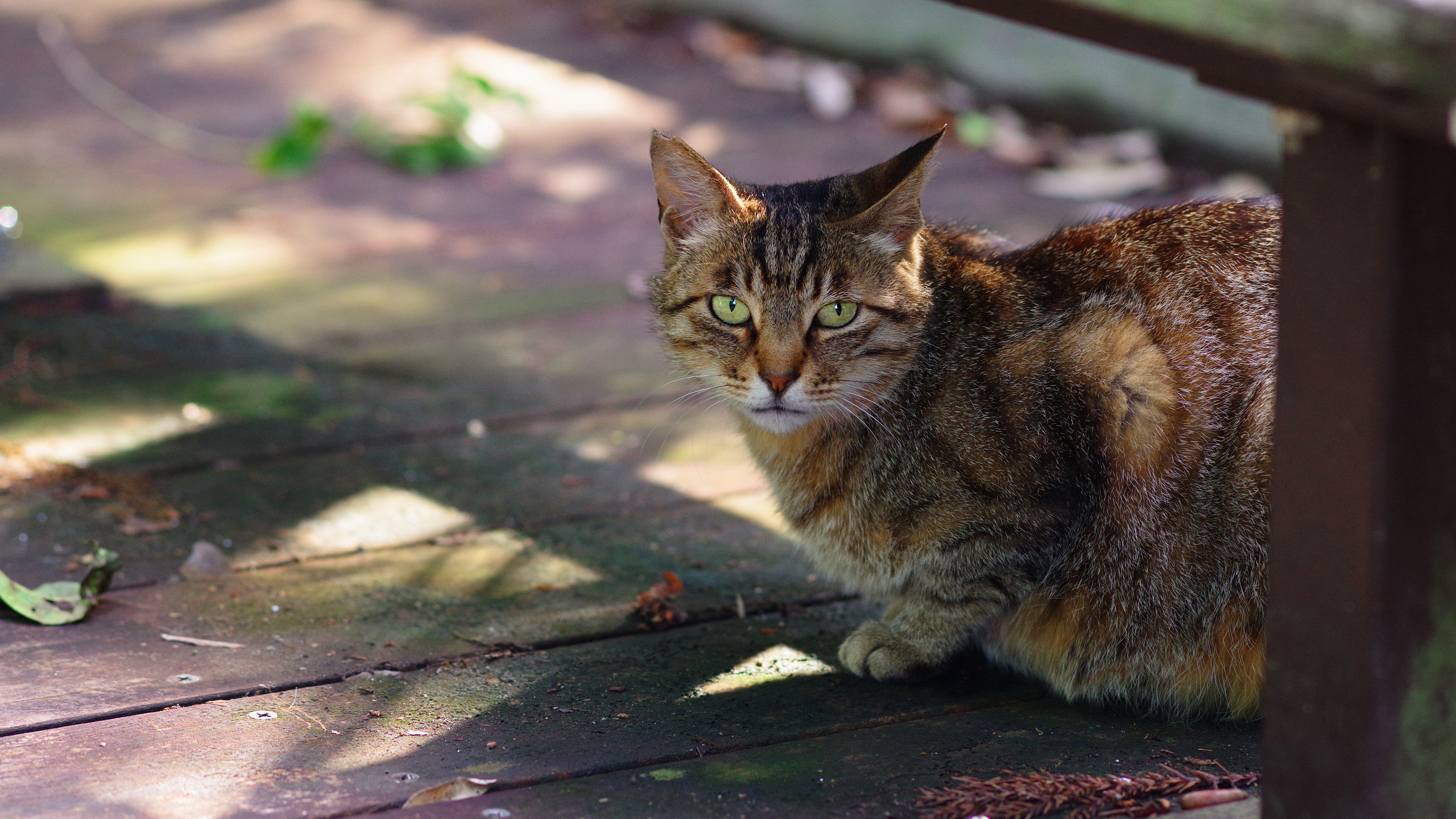 Baixar papel de parede para celular de Gato, Gatos, Animais gratuito.