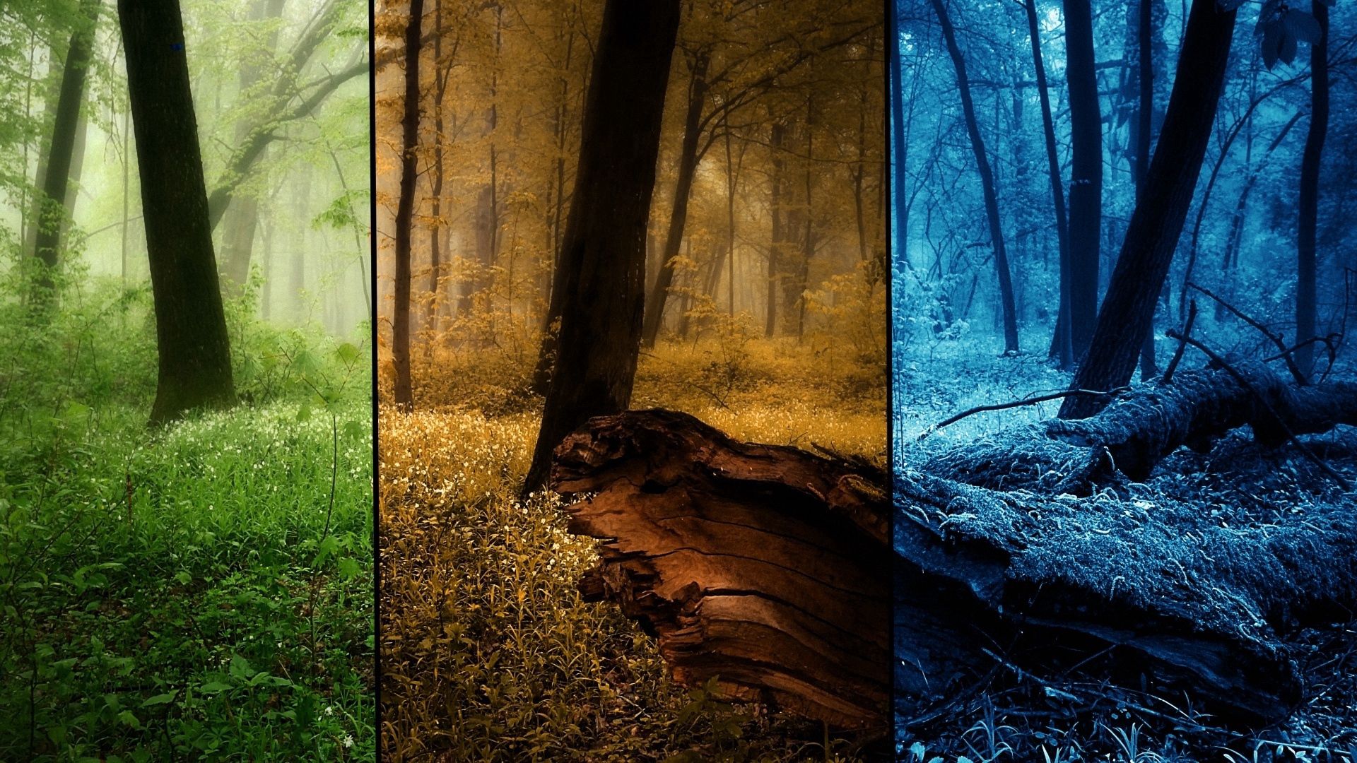 141915 завантажити картинку осінь, зима, природа, дерева, літо, ліс, фотографії, знімки, пори року, сезонів - шпалери і заставки безкоштовно