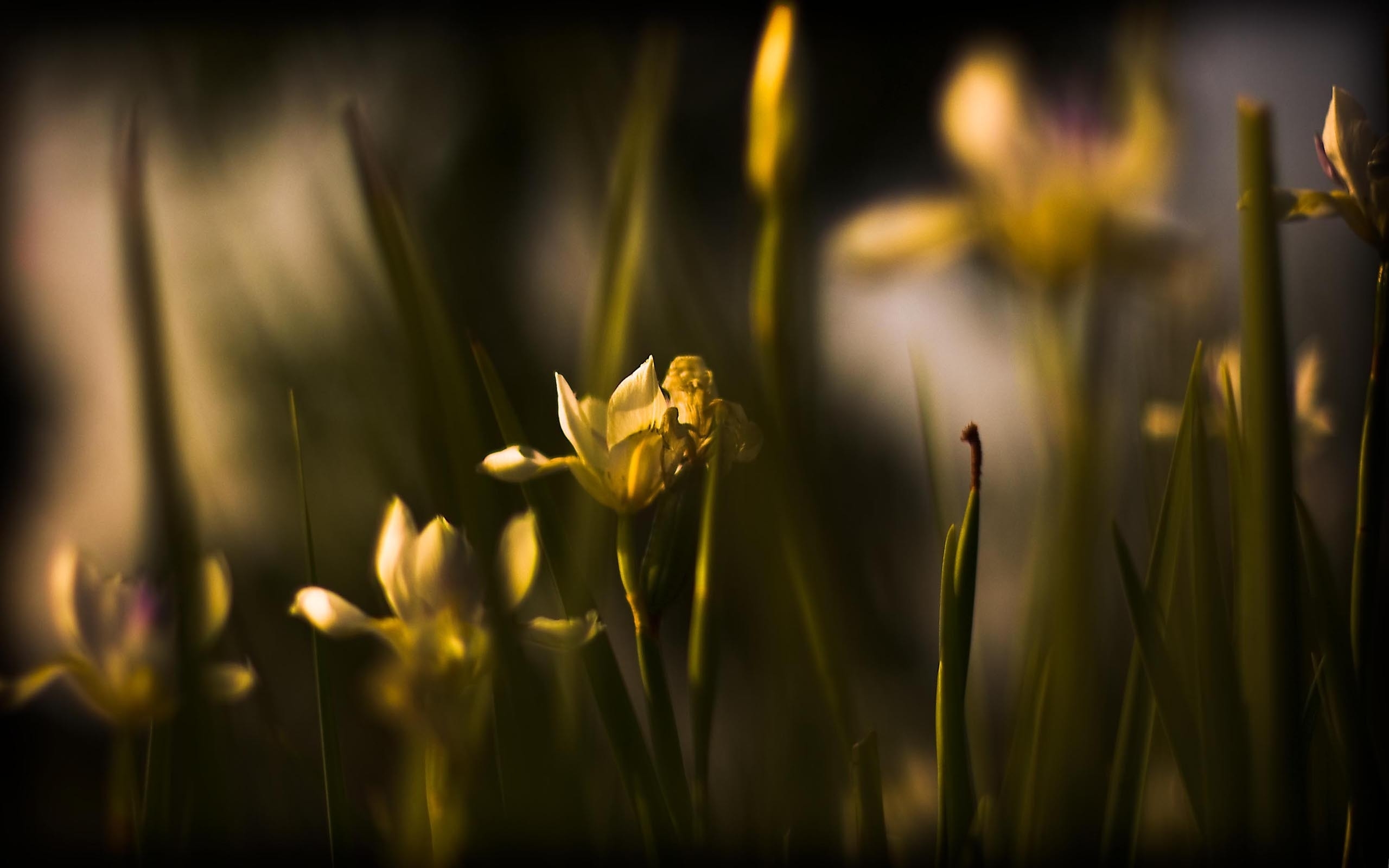 Baixe gratuitamente a imagem Flores, Flor, Terra/natureza na área de trabalho do seu PC