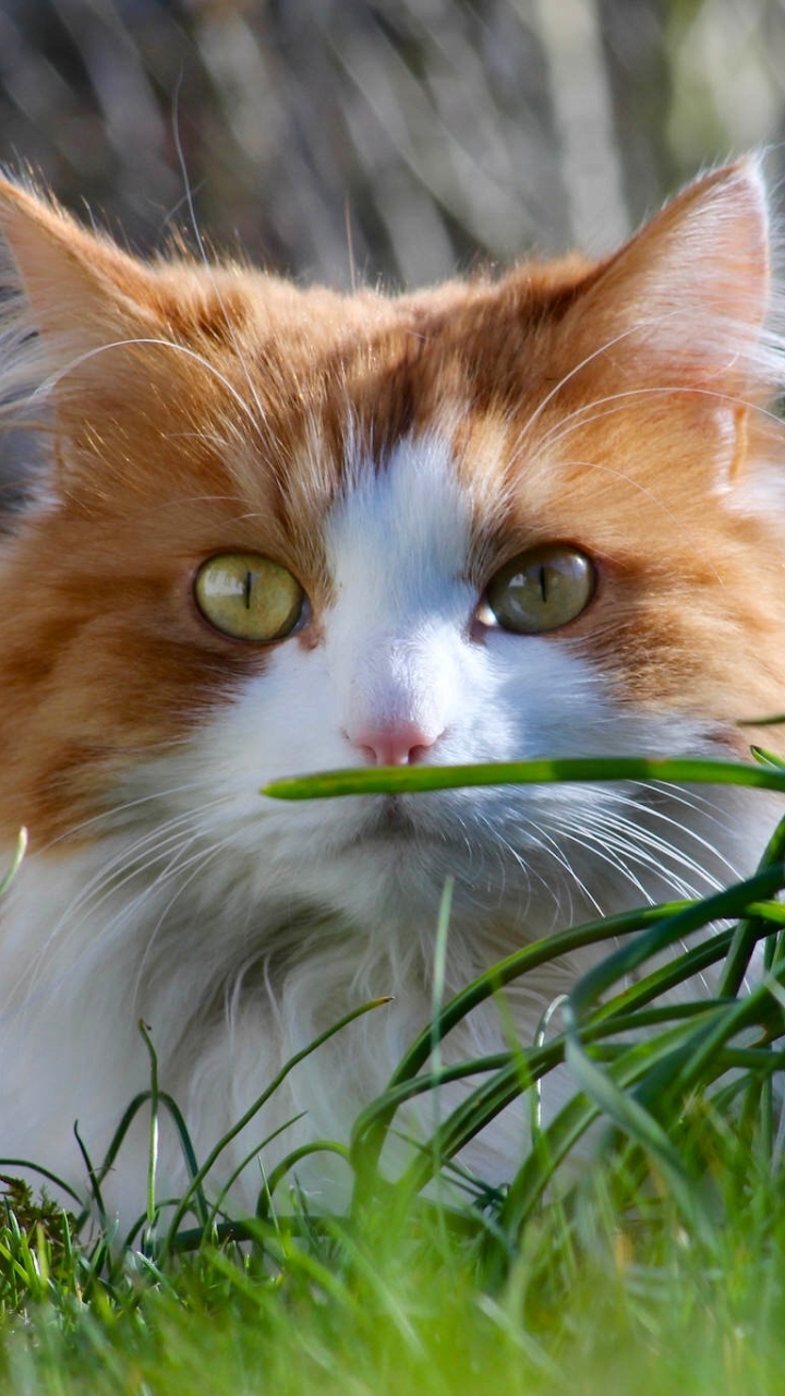 Handy-Wallpaper Tiere, Katzen, Katze, Gras kostenlos herunterladen.