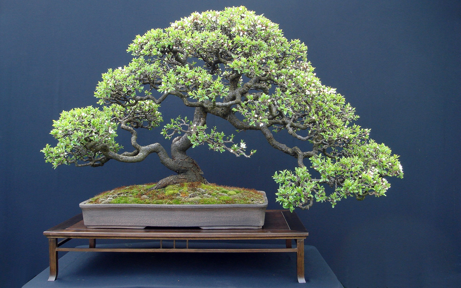 217371 Hintergrundbild herunterladen erde/natur, bonsai - Bildschirmschoner und Bilder kostenlos