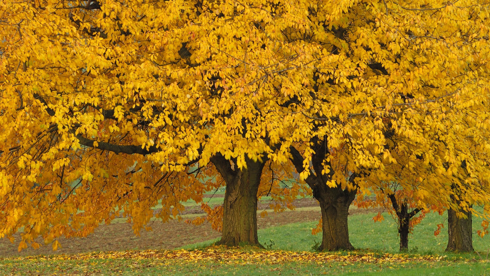 Скачать обои бесплатно Деревья, Осень, Дерево, Жёлтый, Земля/природа картинка на рабочий стол ПК