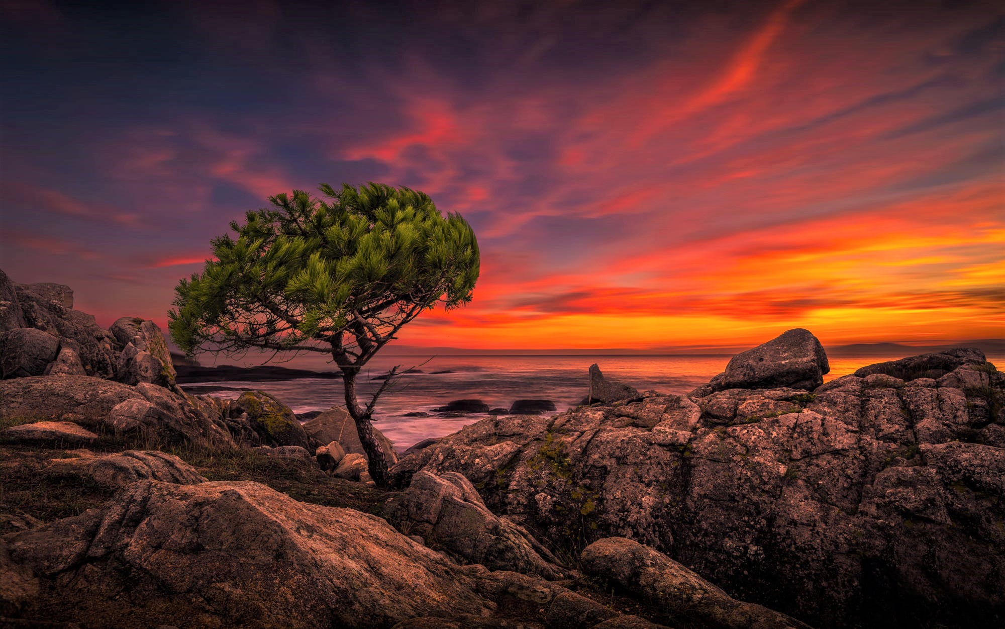 Laden Sie das Horizont, Baum, Ozean, Meer, Sonnenuntergang, Erde/natur-Bild kostenlos auf Ihren PC-Desktop herunter