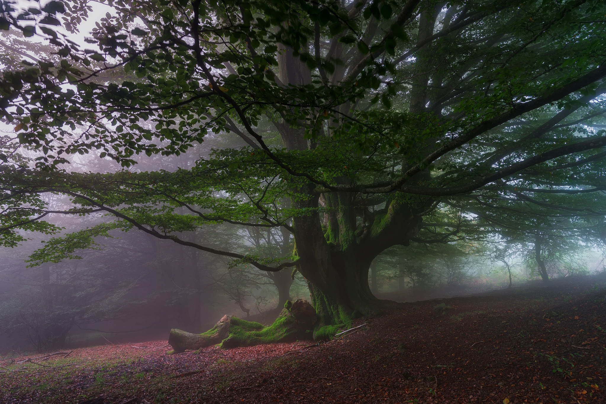 Скачать картинку Деревья, Дерево, Туман, Зеленый, Земля/природа в телефон бесплатно.