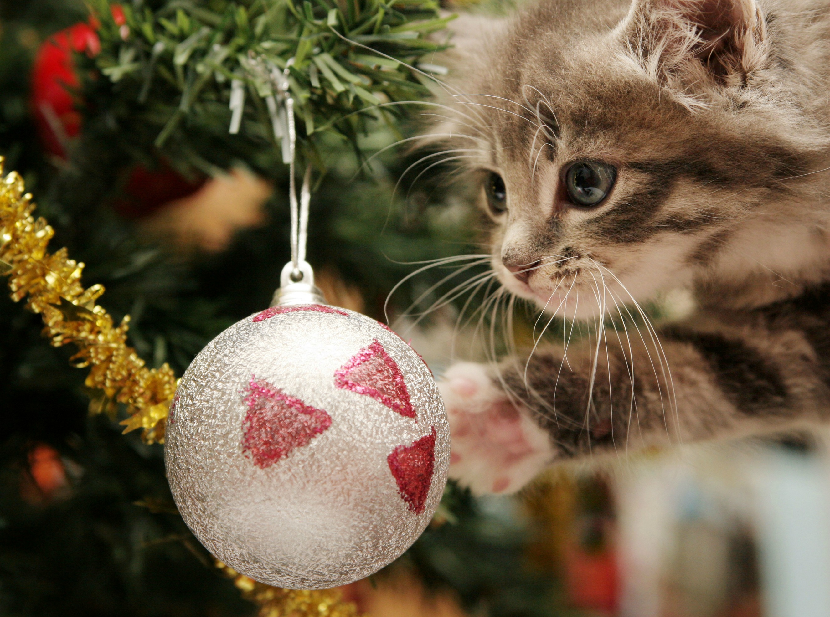 Download mobile wallpaper Christmas Ornaments, Christmas, Cat, Holiday for free.