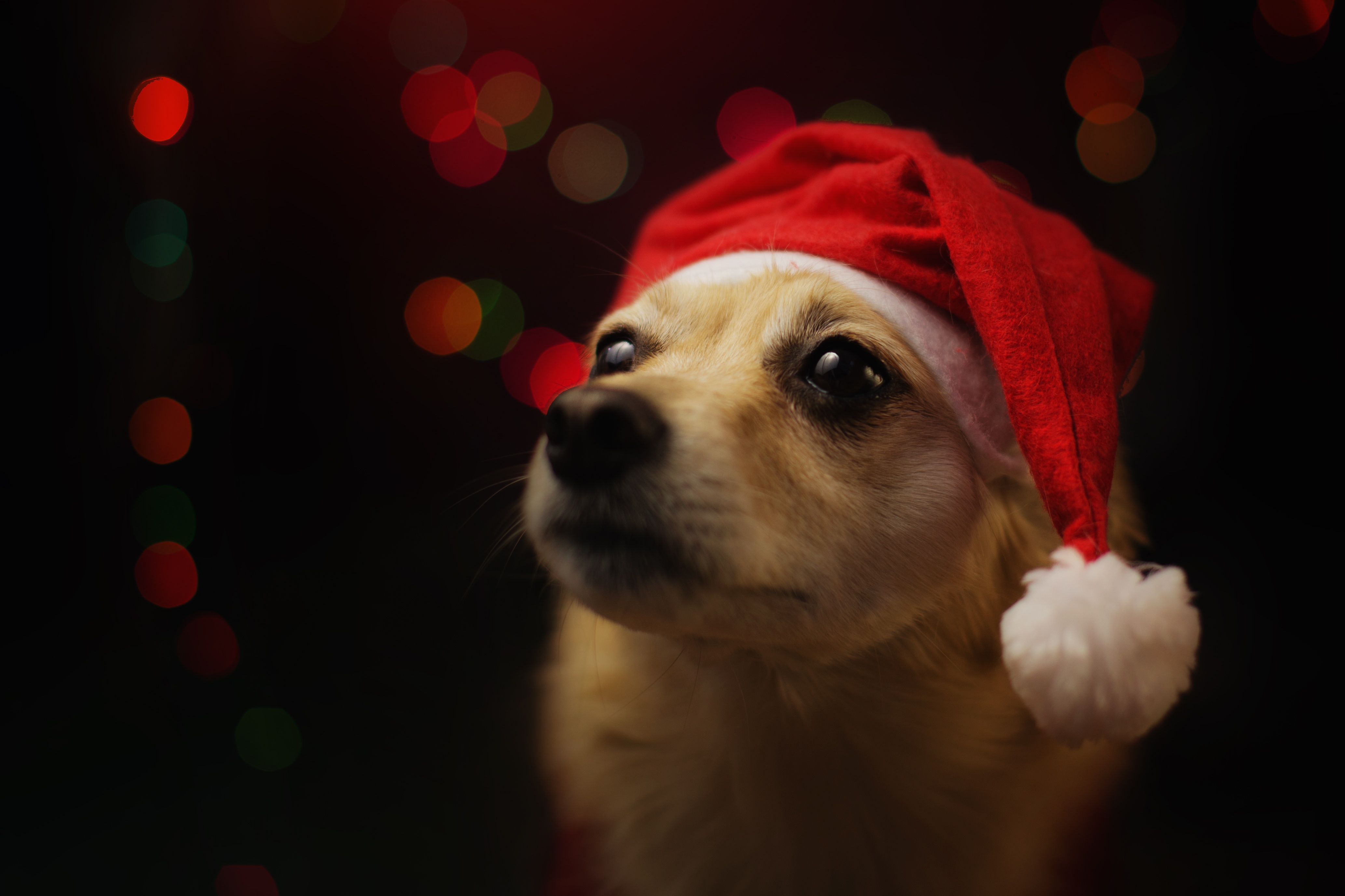 Baixar papel de parede para celular de Animais, Cães, Cão, Gorro Do Papai Noel gratuito.