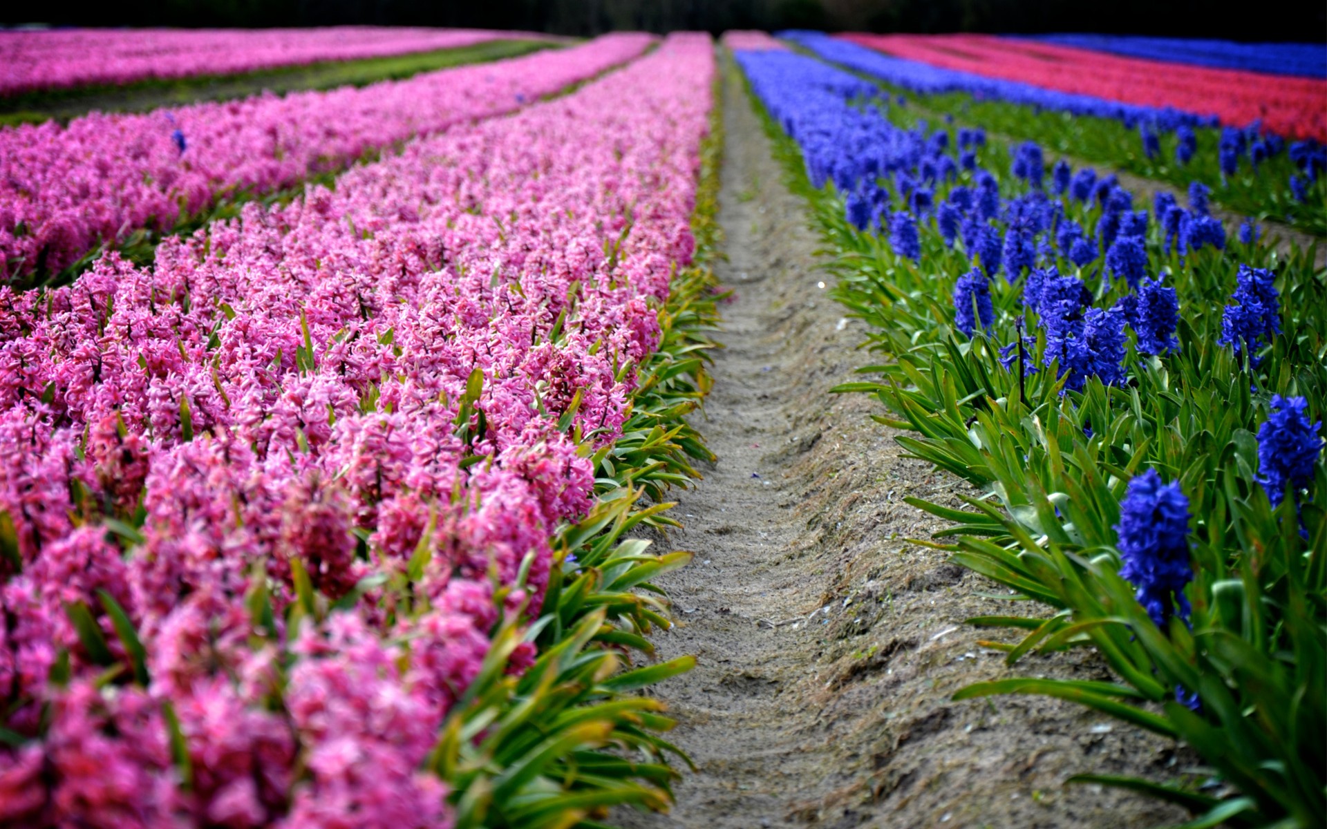 Descarga gratis la imagen Flores, Flor, Tierra/naturaleza en el escritorio de tu PC