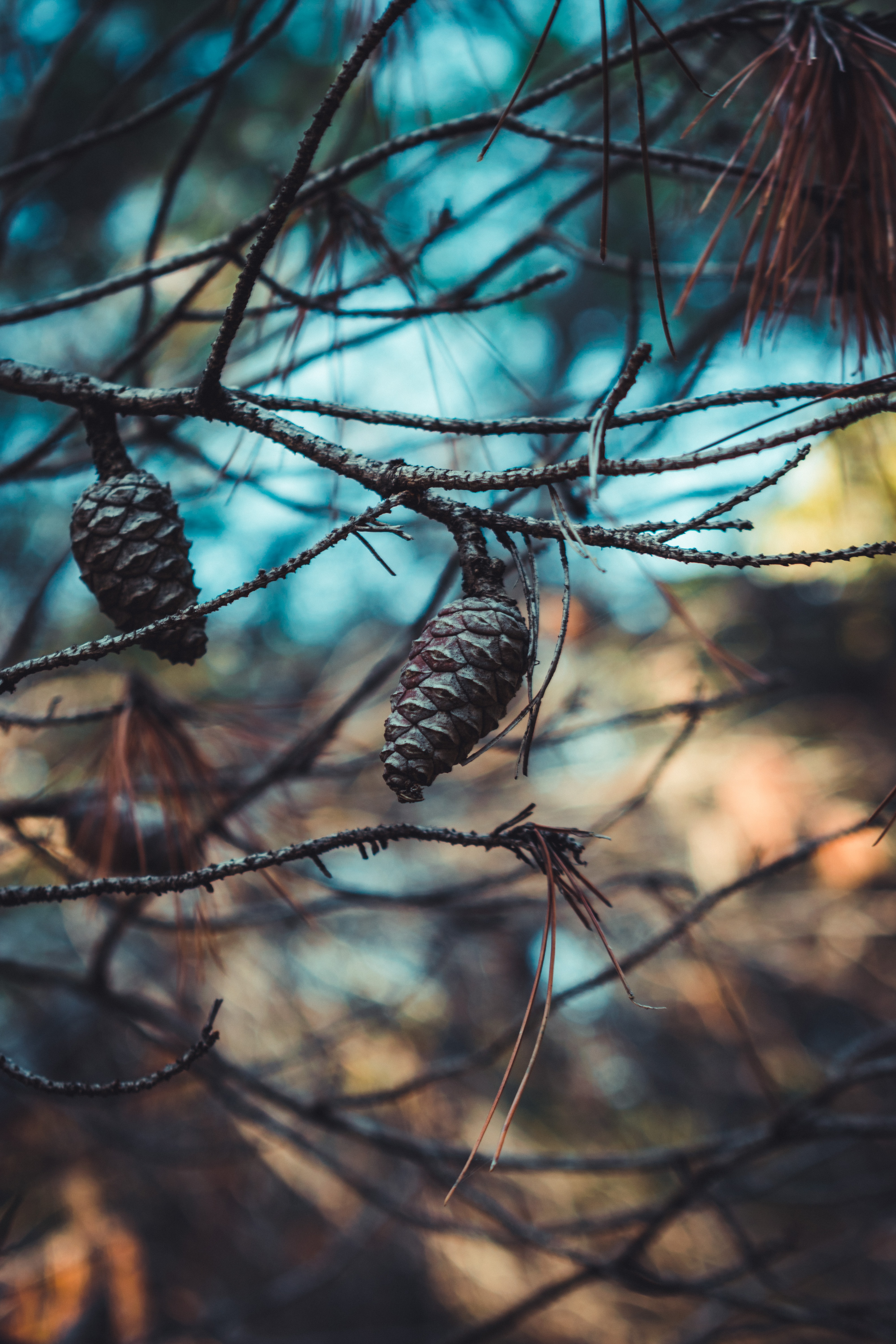 nature, cones, close up, branches, needles