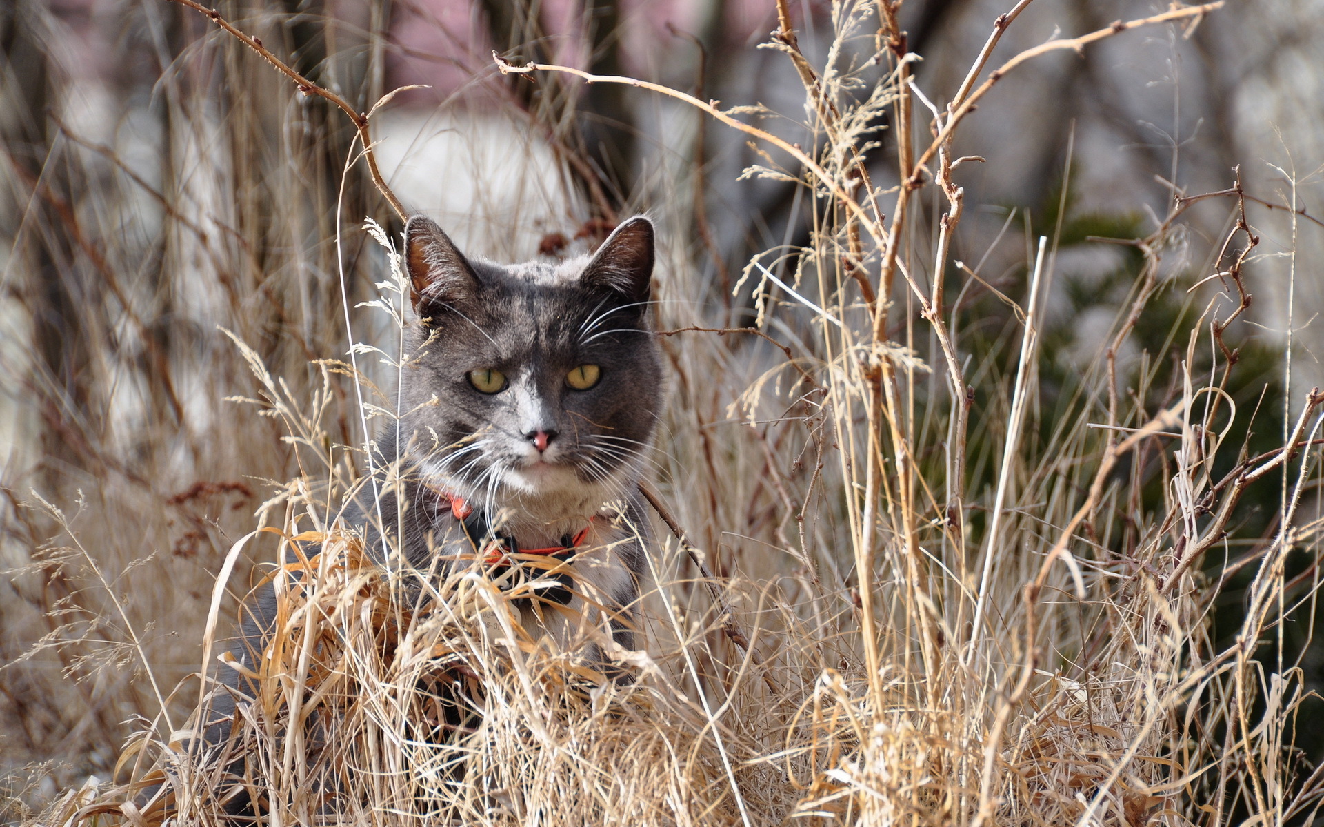 Handy-Wallpaper Tiere, Katzen, Katze kostenlos herunterladen.