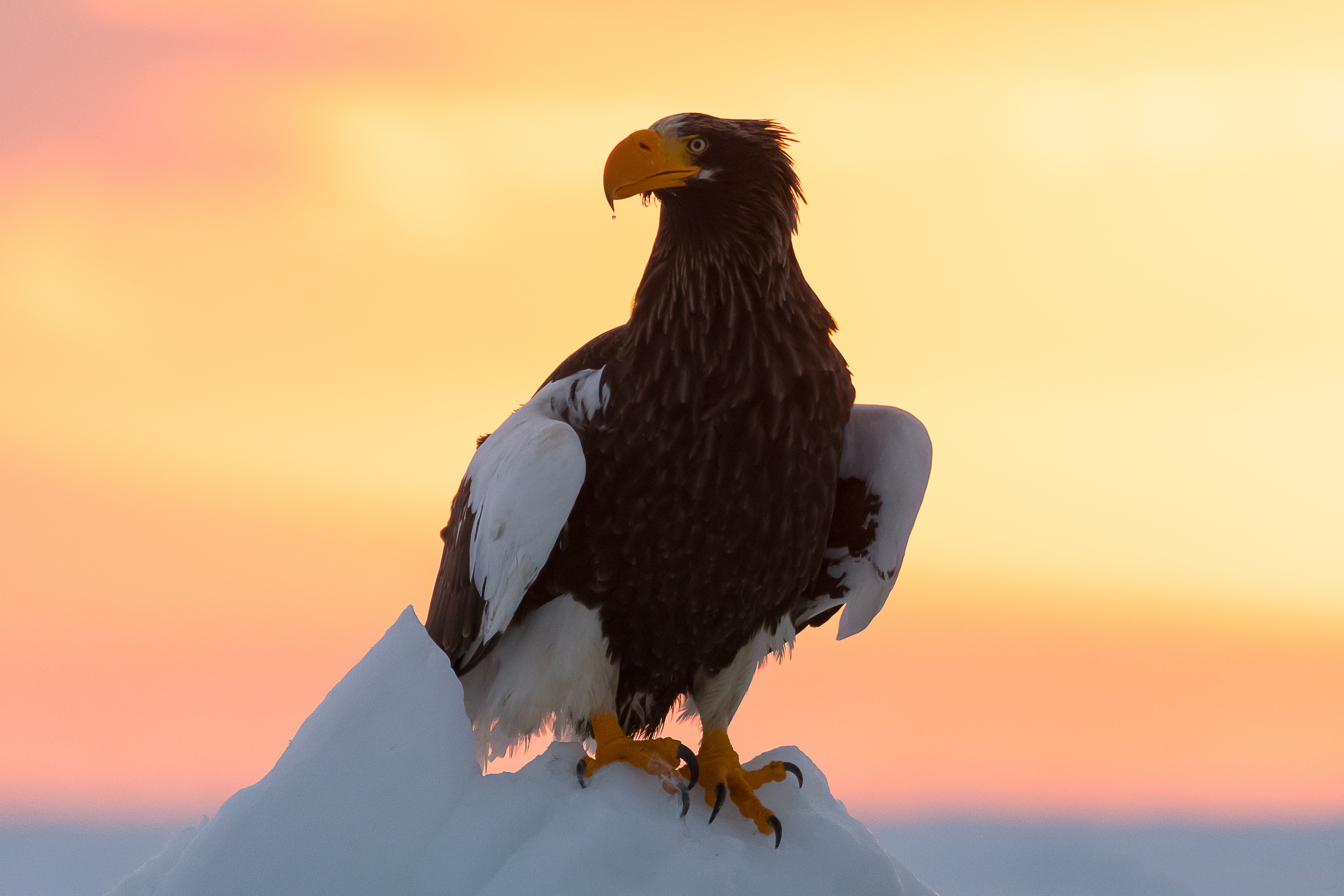 Free download wallpaper Birds, Bird, Animal, Eagle, Bird Of Prey, Steller's Sea Eagle on your PC desktop
