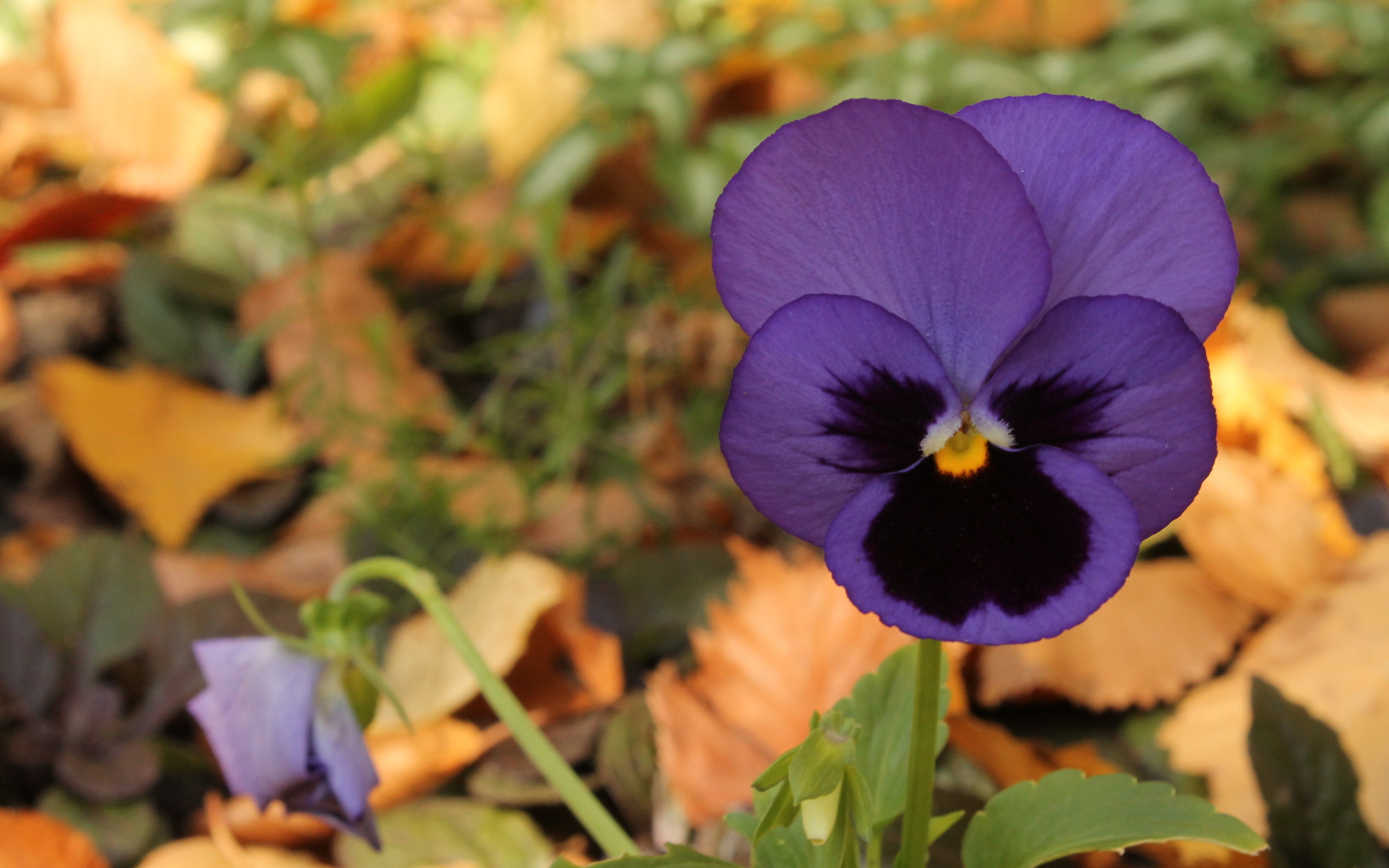 Descarga gratuita de fondo de pantalla para móvil de Viola × Wittrockiana, Flores, Flor, Tierra/naturaleza.
