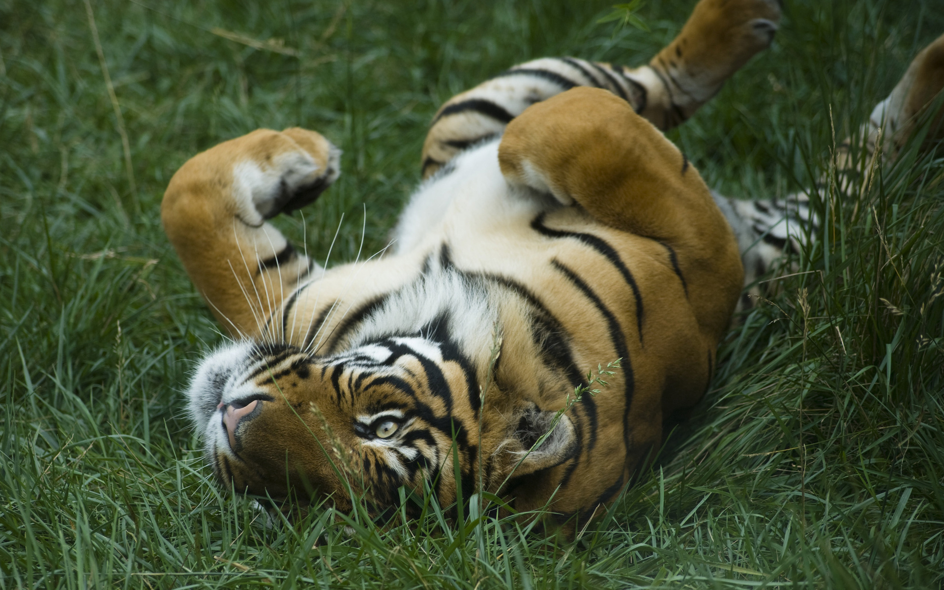 Téléchargez gratuitement l'image Animaux, Chats, Tigre sur le bureau de votre PC