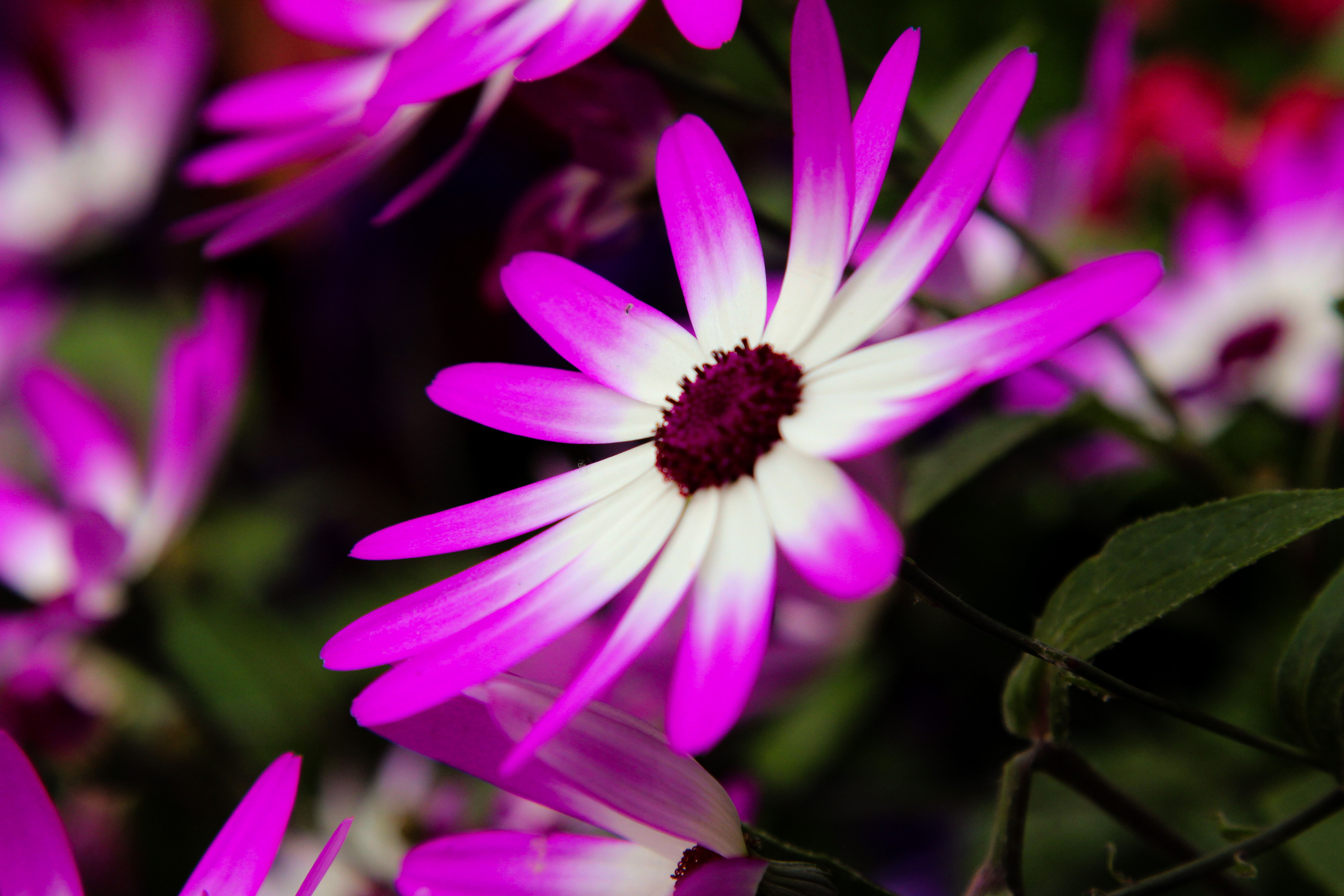 Descarga gratuita de fondo de pantalla para móvil de Flores, Flor, Tierra/naturaleza.