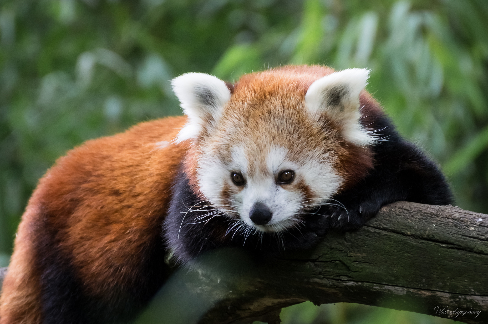 Laden Sie das Tiere, Kleiner Panda-Bild kostenlos auf Ihren PC-Desktop herunter