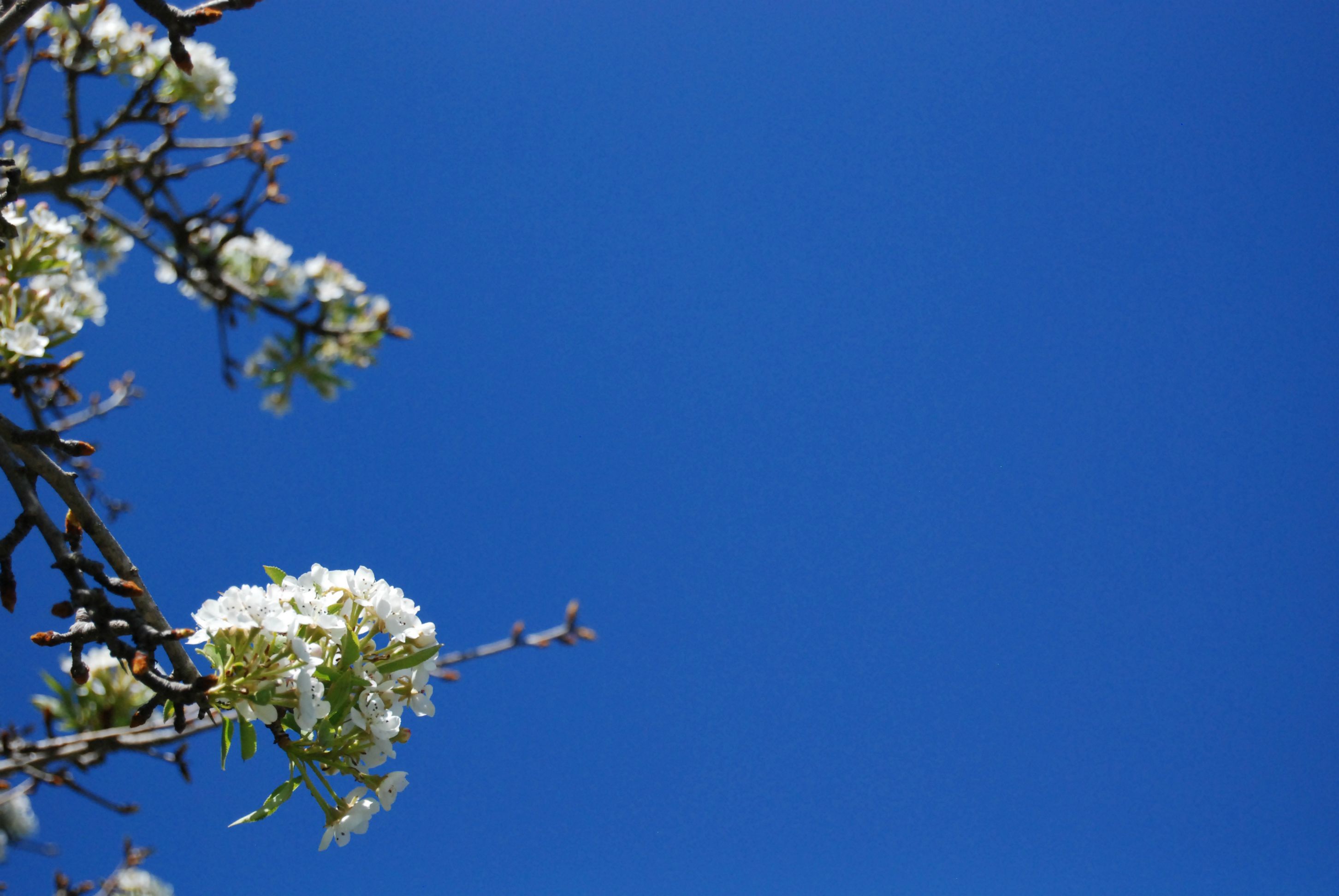 Descarga gratuita de fondo de pantalla para móvil de Flores, Florecer, Tierra/naturaleza.