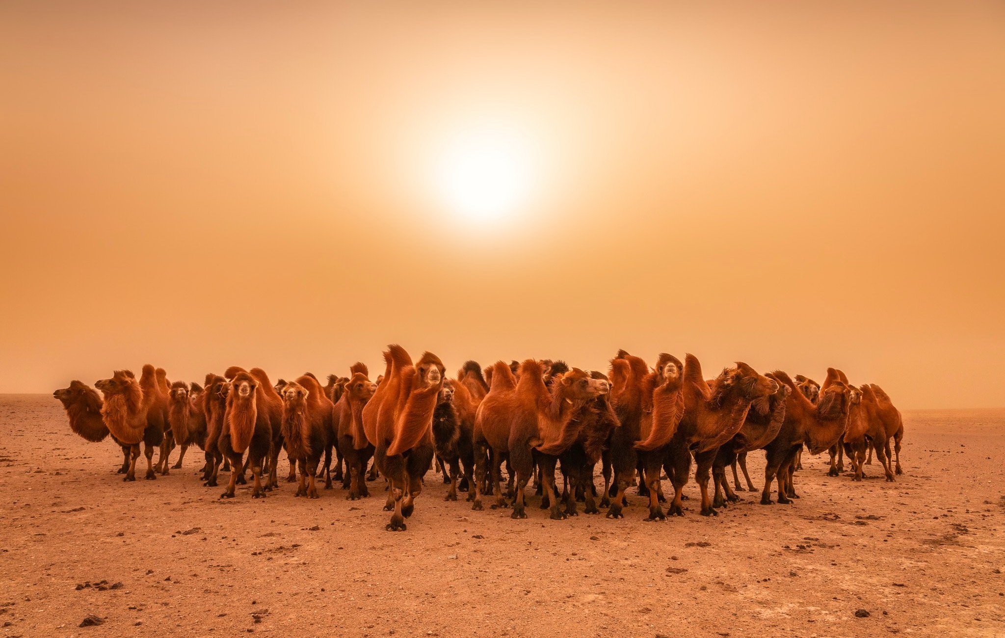 Download mobile wallpaper Desert, Animal, Camel for free.