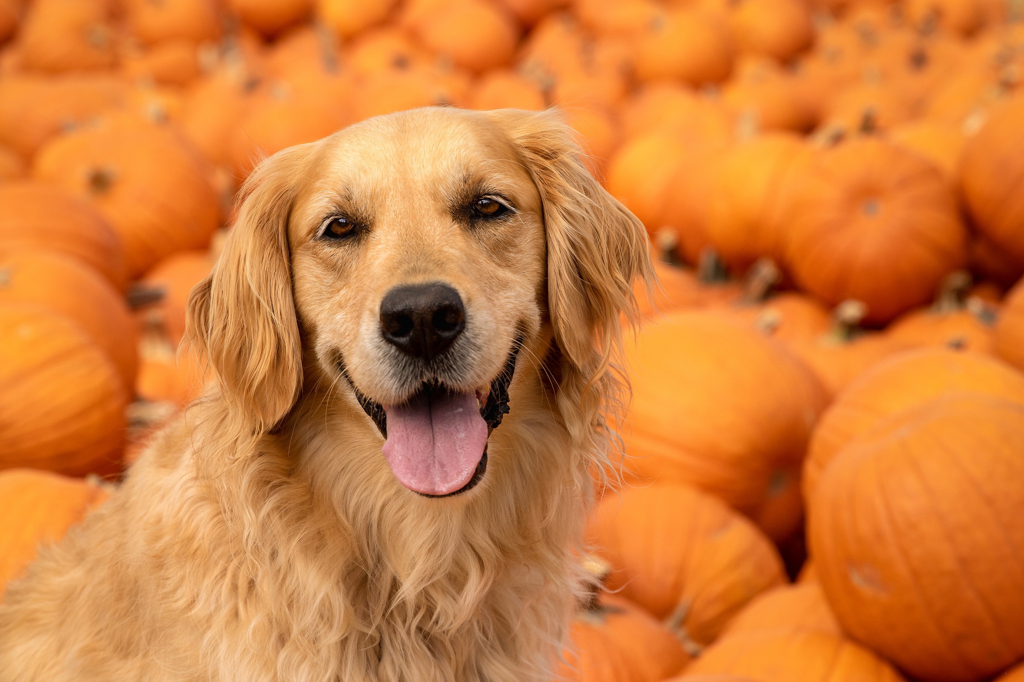 Free download wallpaper Dogs, Dog, Animal, Golden Retriever, Stare on your PC desktop