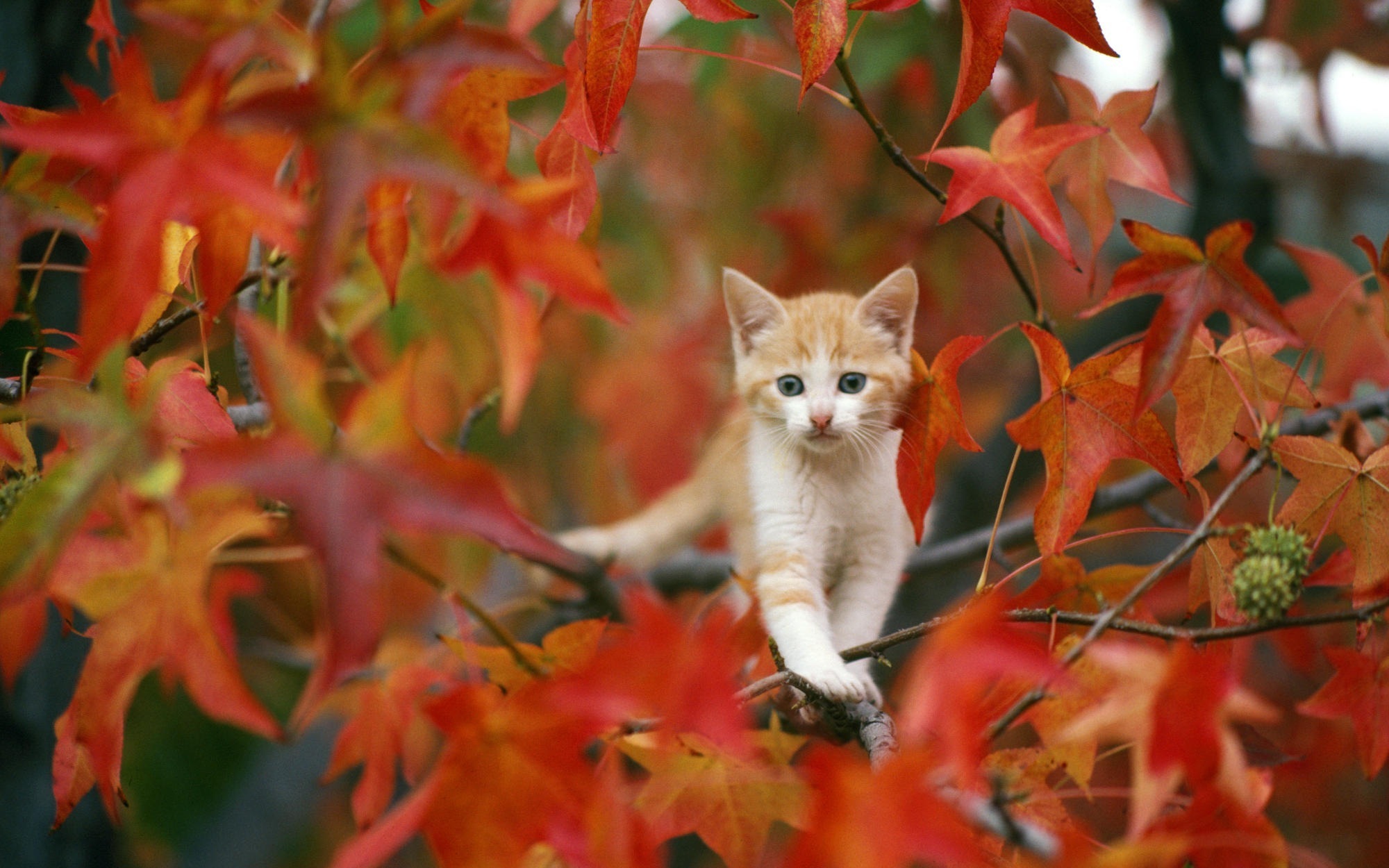 Download mobile wallpaper Cat, Animal for free.