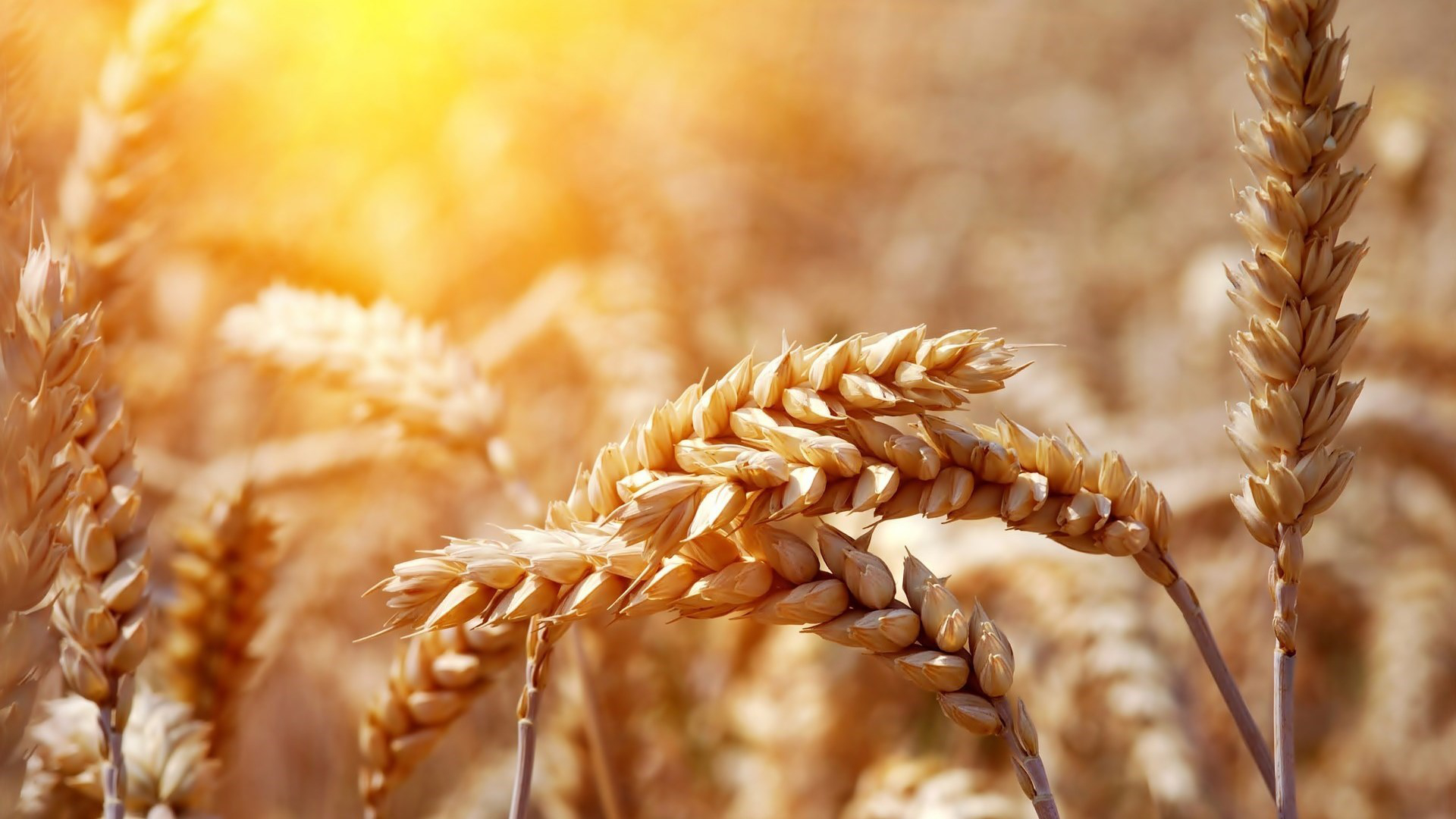 Download mobile wallpaper Wheat, Earth for free.