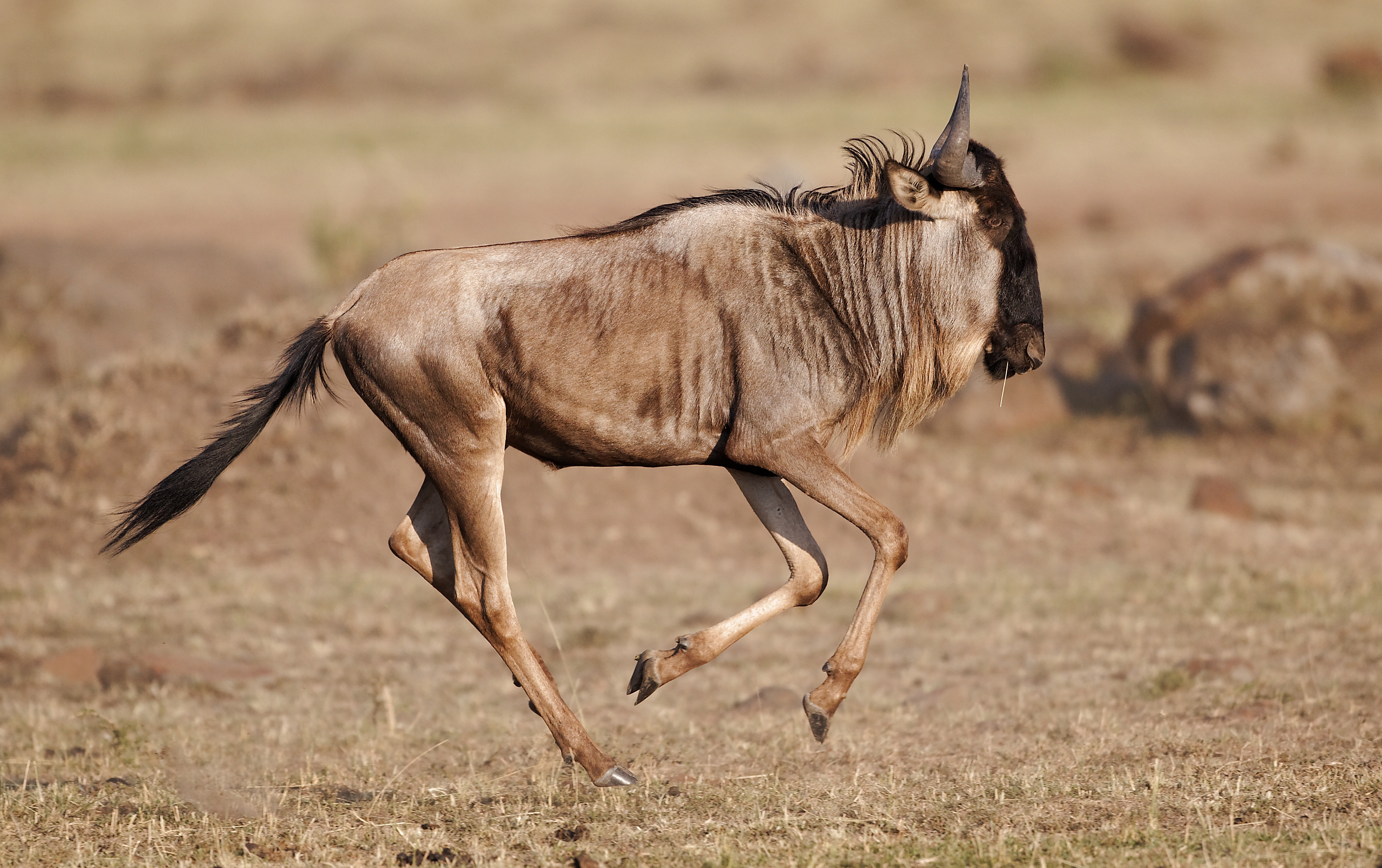 animal, wildebeest