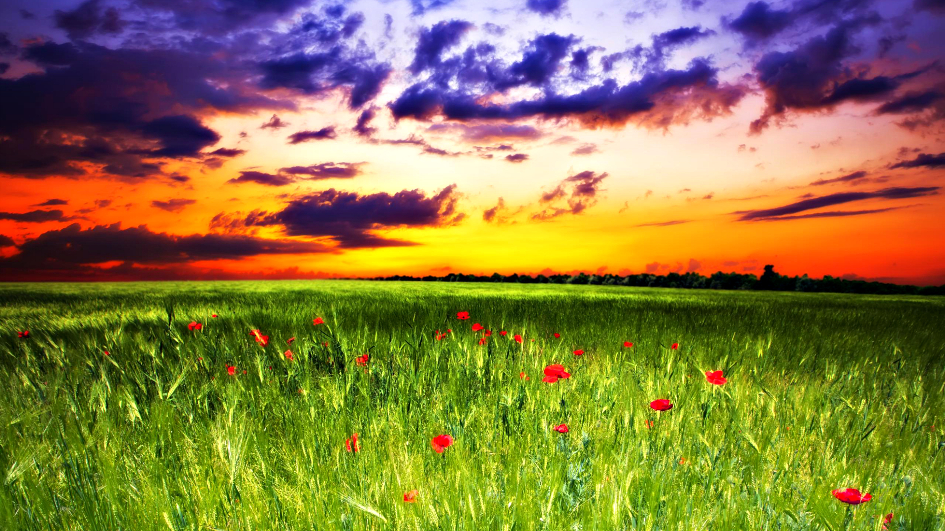 Free download wallpaper Sunset, Grass, Earth, Field, Cloud, Poppy on your PC desktop