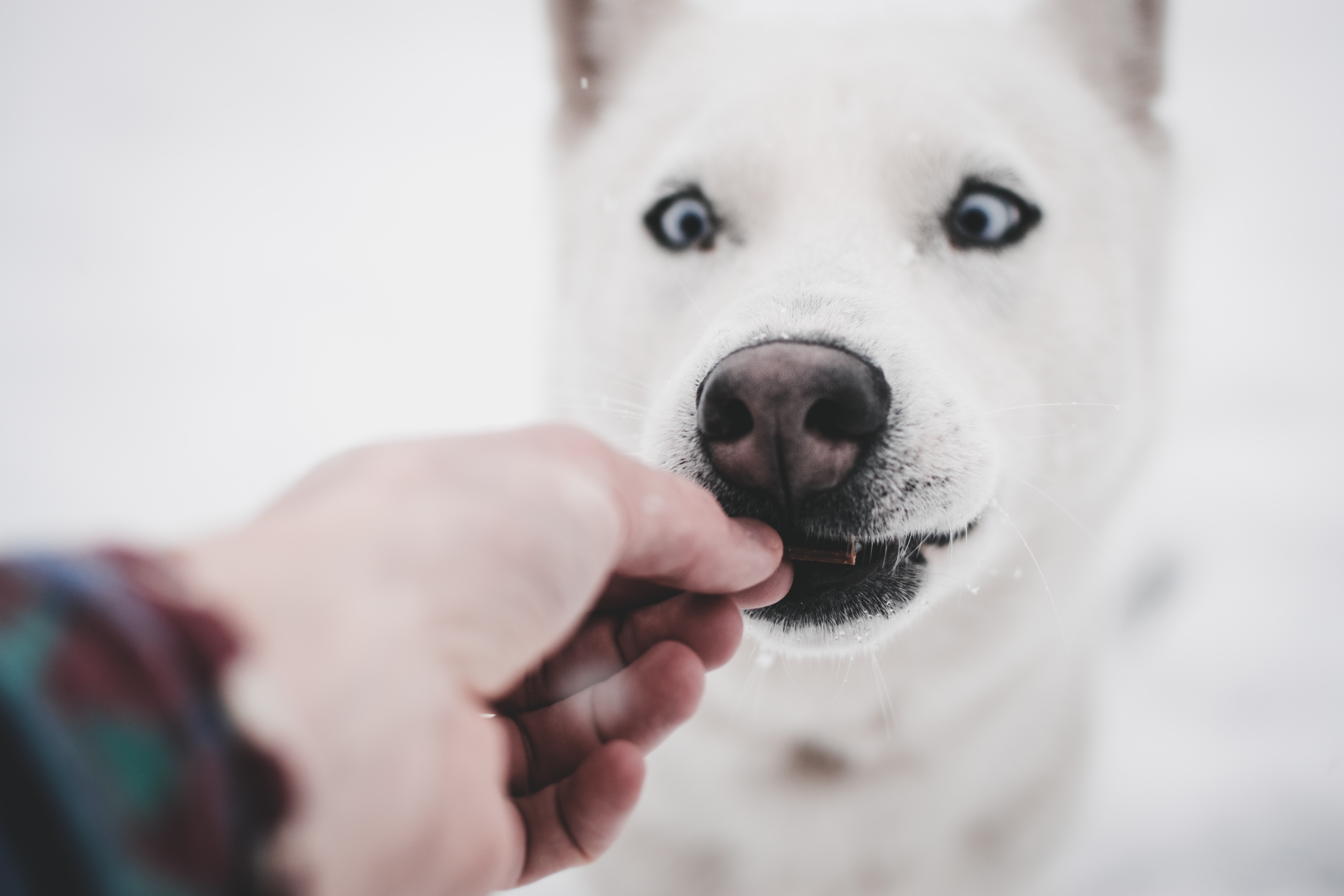 Download mobile wallpaper Animals, Dog, Husky, Hand, Funny for free.