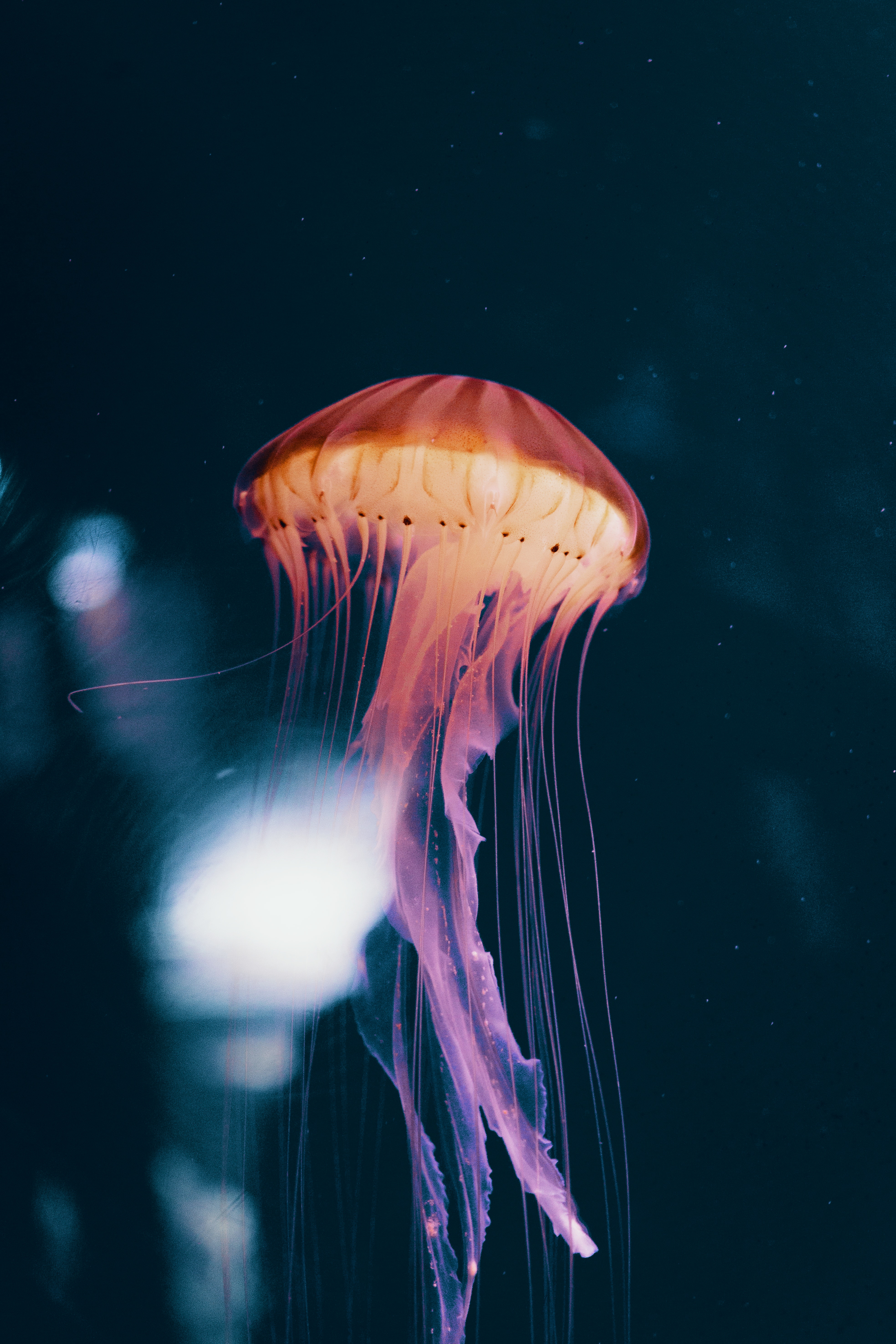 vertical wallpaper jellyfish, animals, neon, underwater world, phosphorus