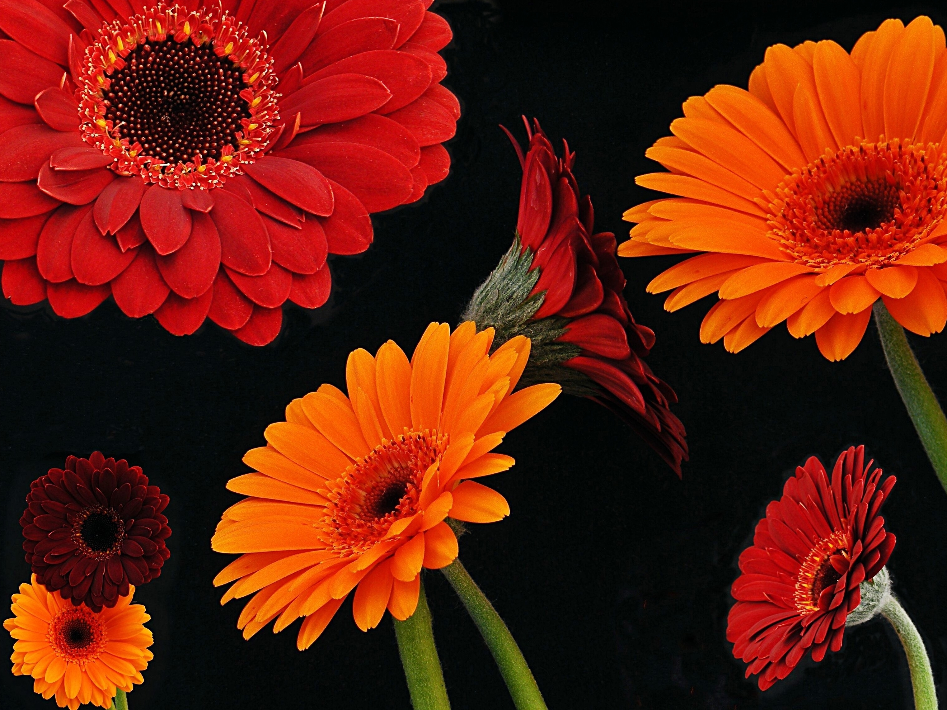 Handy-Wallpaper Blumen, Gerbera, Blume, Rote Blume, Erde/natur, Orangene Blume kostenlos herunterladen.