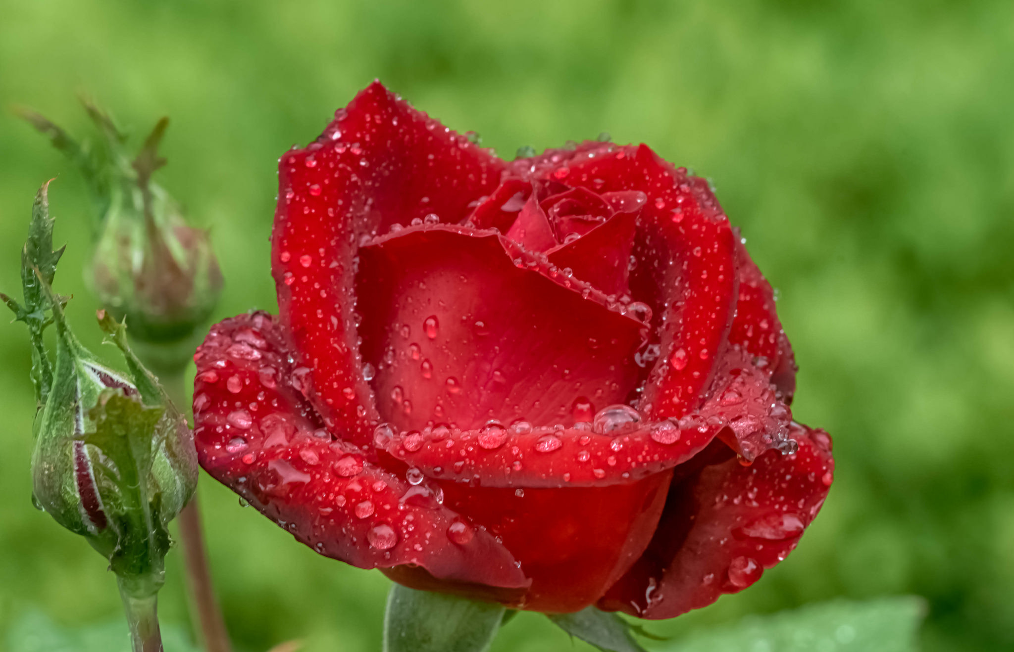 Free download wallpaper Nature, Flowers, Flower, Rose, Bud, Close Up, Earth, Red Flower, Water Drop on your PC desktop