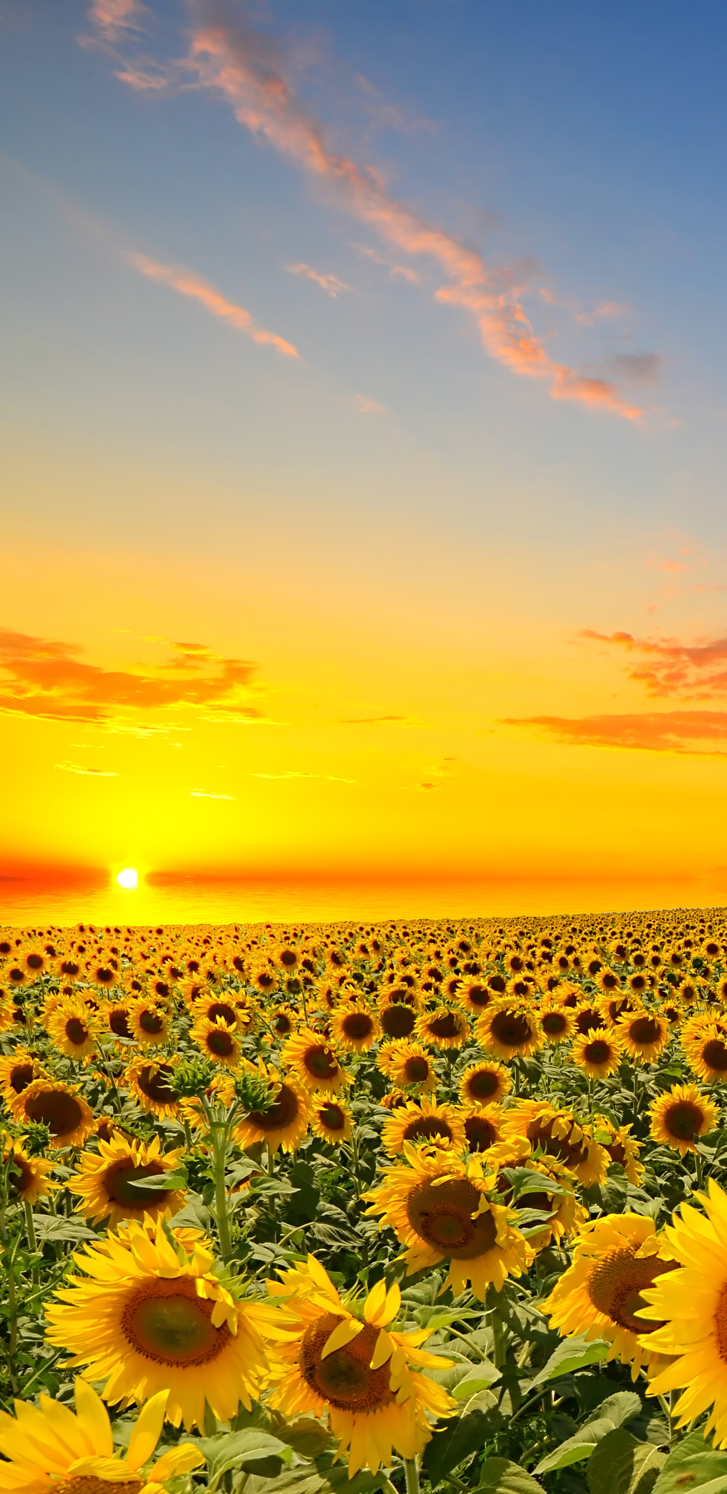 Free download wallpaper Flowers, Earth, Sunflower on your PC desktop