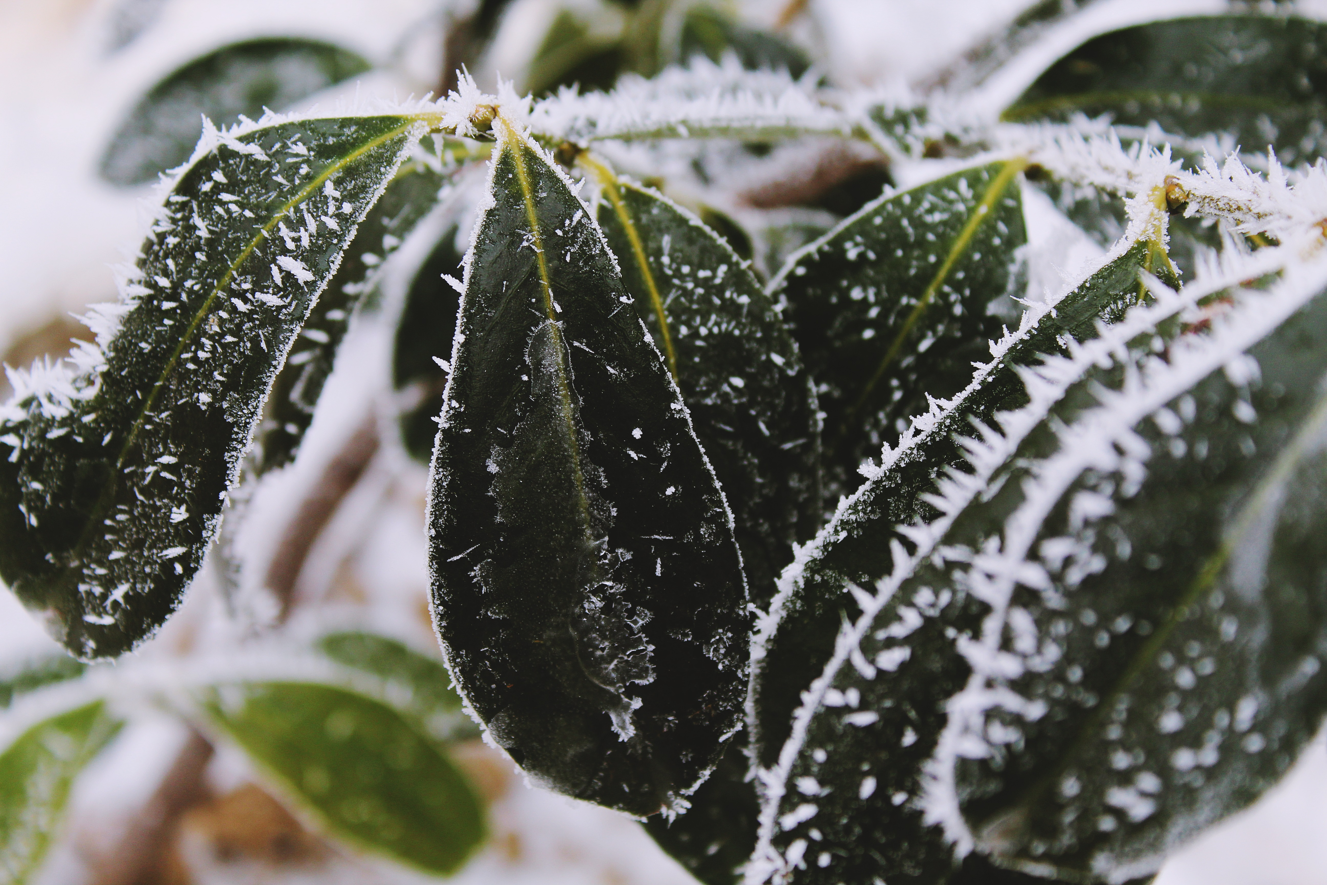 Download mobile wallpaper Frost, Hoarfrost, Snow, Macro, Leaves for free.