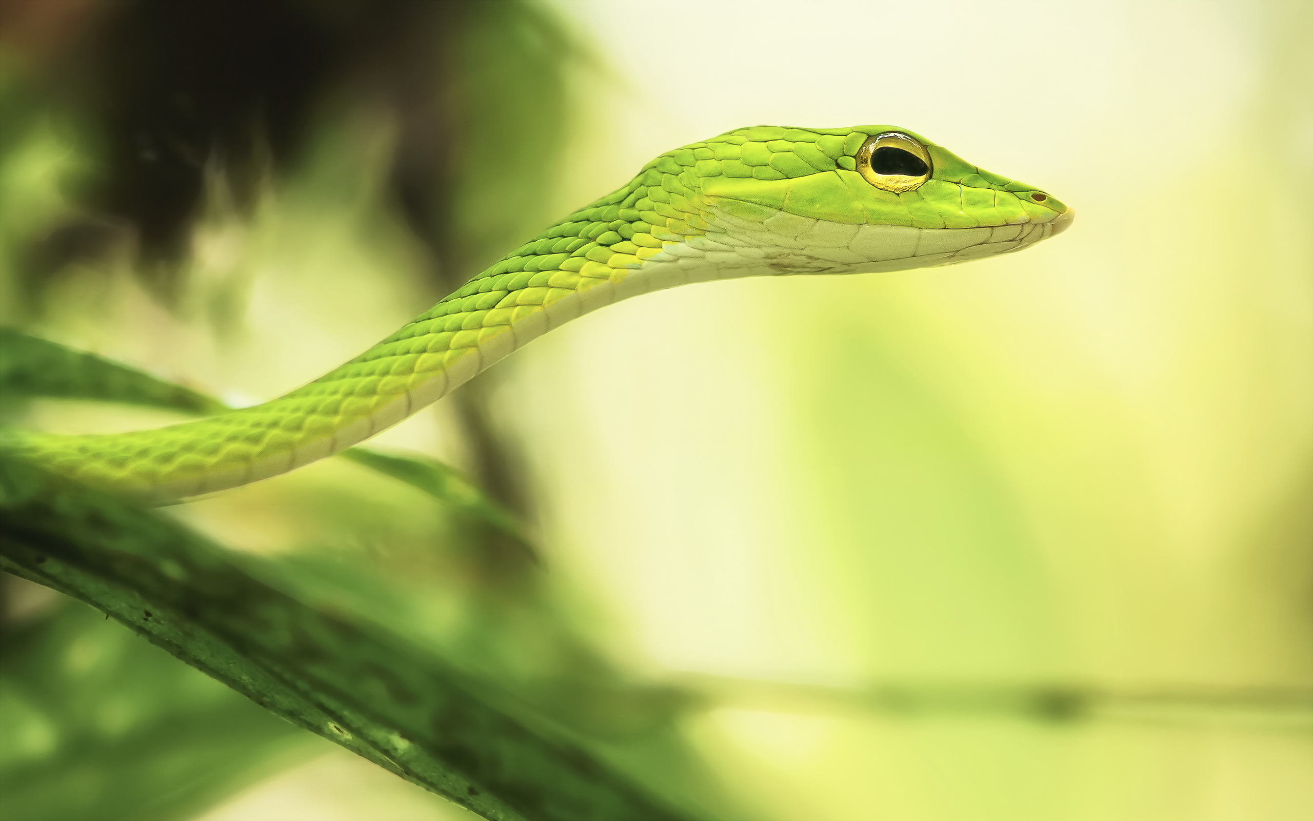 Laden Sie das Tiere, Reptilien, Ringelnatter-Bild kostenlos auf Ihren PC-Desktop herunter