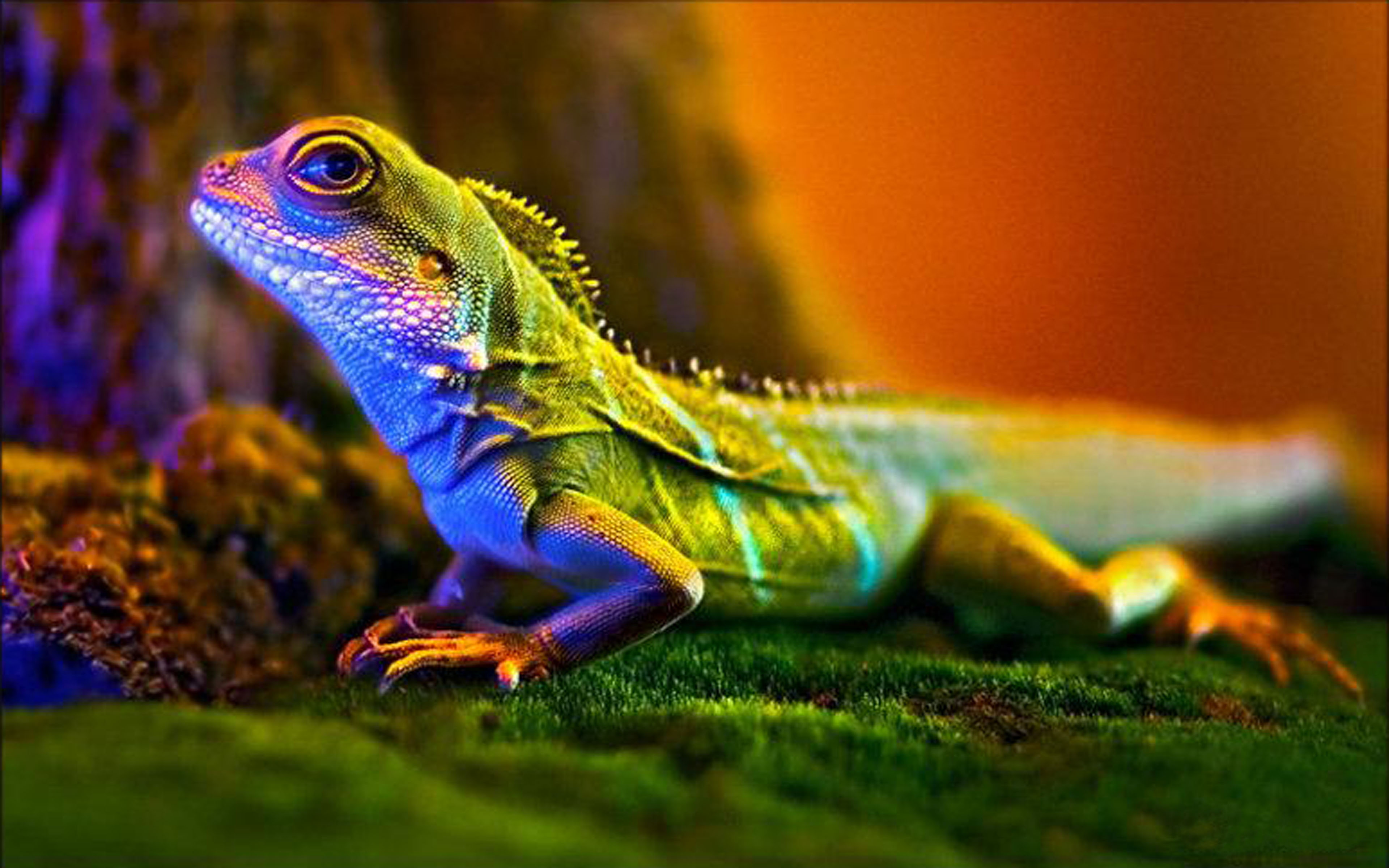 Baixe gratuitamente a imagem Animais, Lagarto na área de trabalho do seu PC