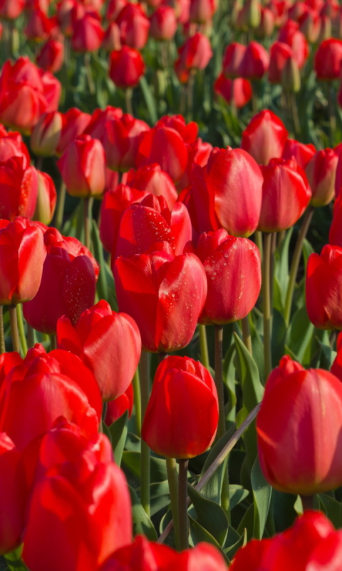 Téléchargez des papiers peints mobile Fleurs, Tulipe, Terre/nature gratuitement.