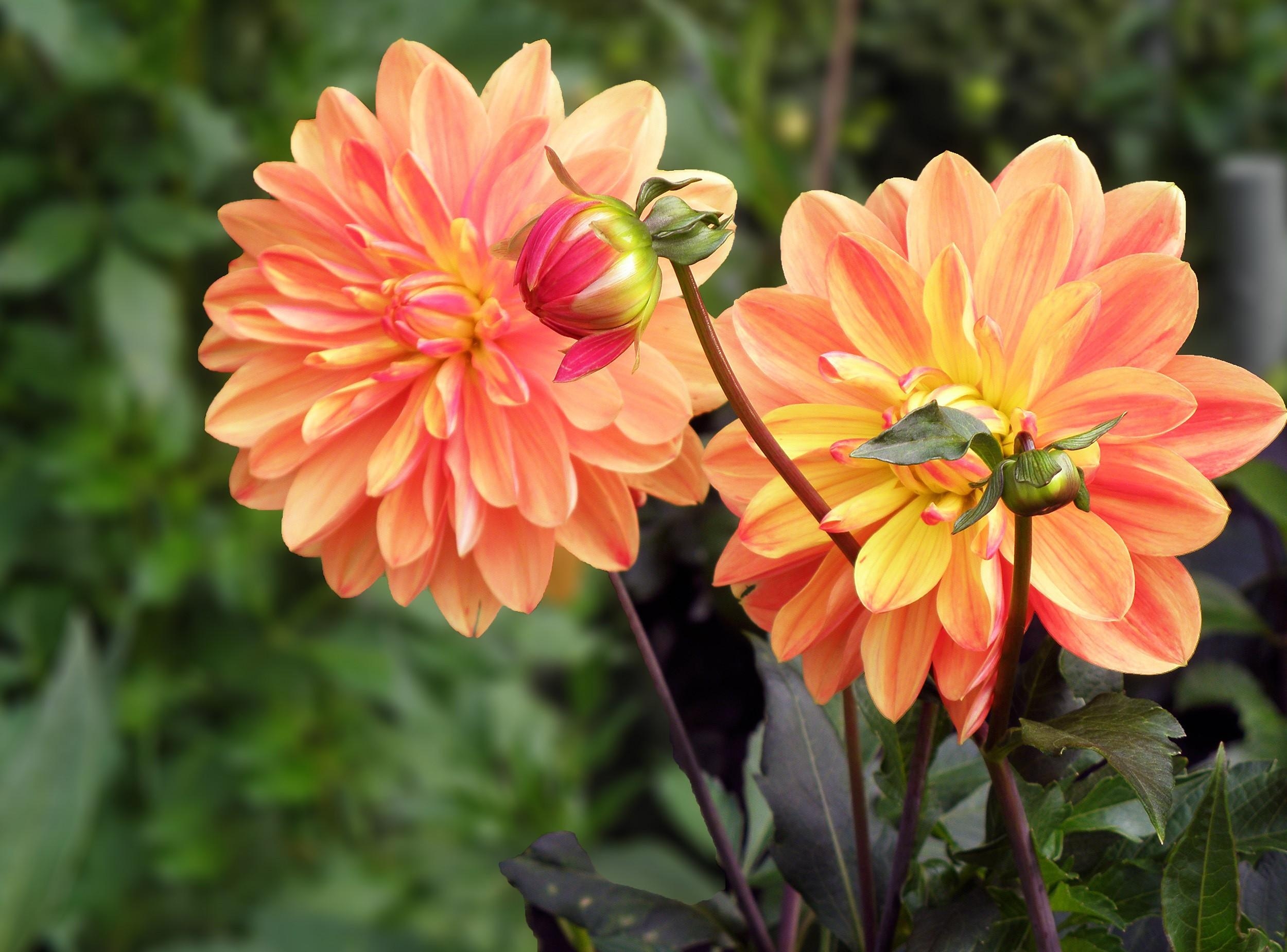 flowers, smooth, bud, blur, close up, flower bed, flowerbed, dahlias Full HD