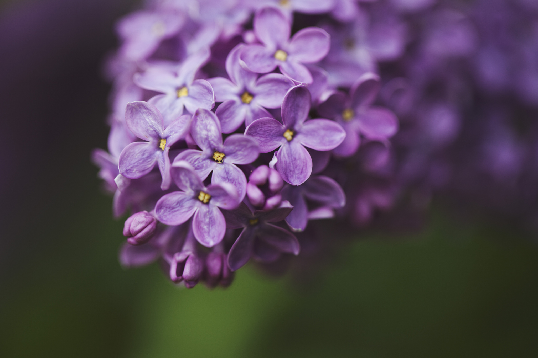 Téléchargez gratuitement l'image Fleurs, Floraison, Terre/nature sur le bureau de votre PC