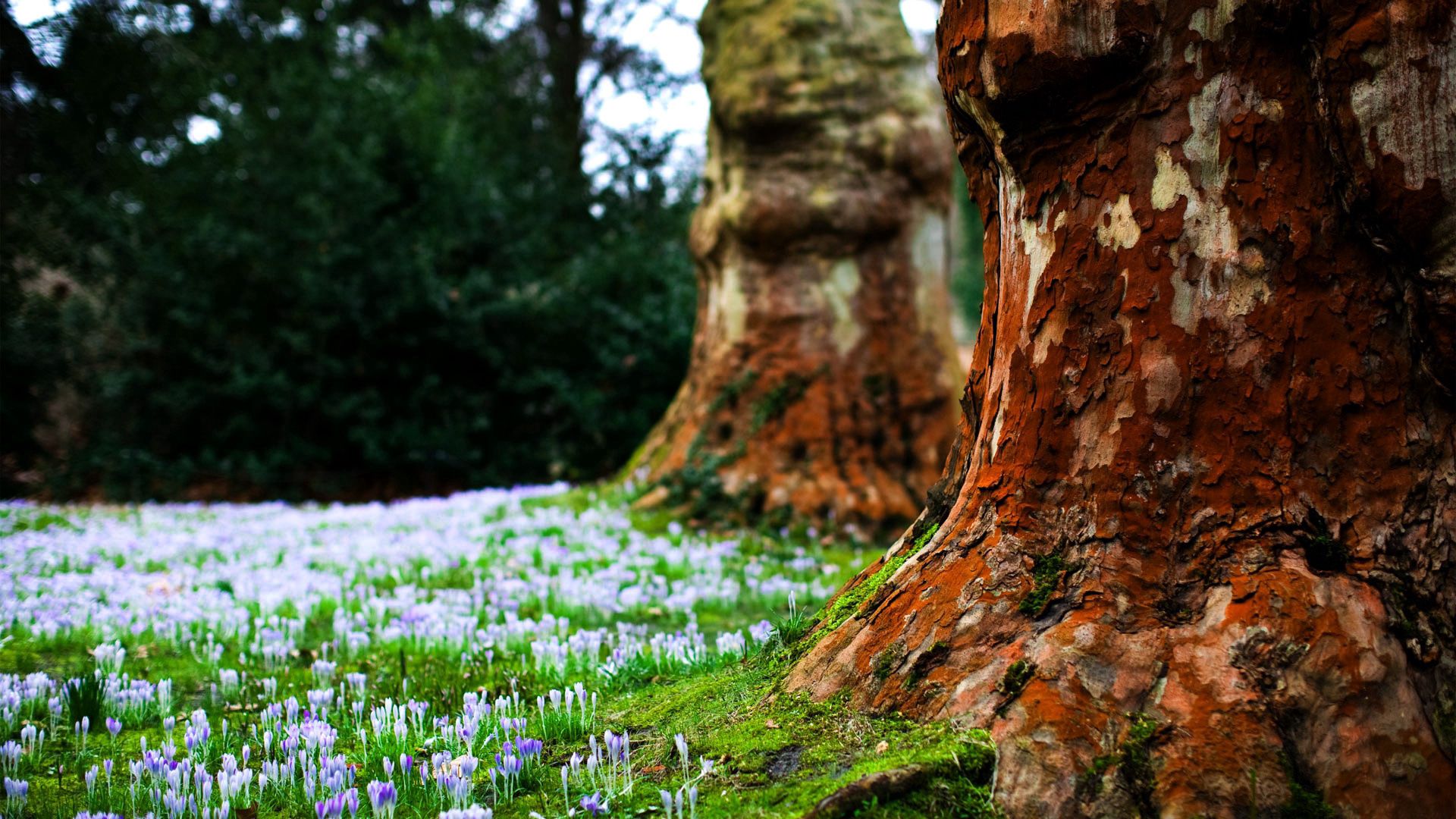 Free download wallpaper Nature, Flowers, Trees, Grass, Bark on your PC desktop