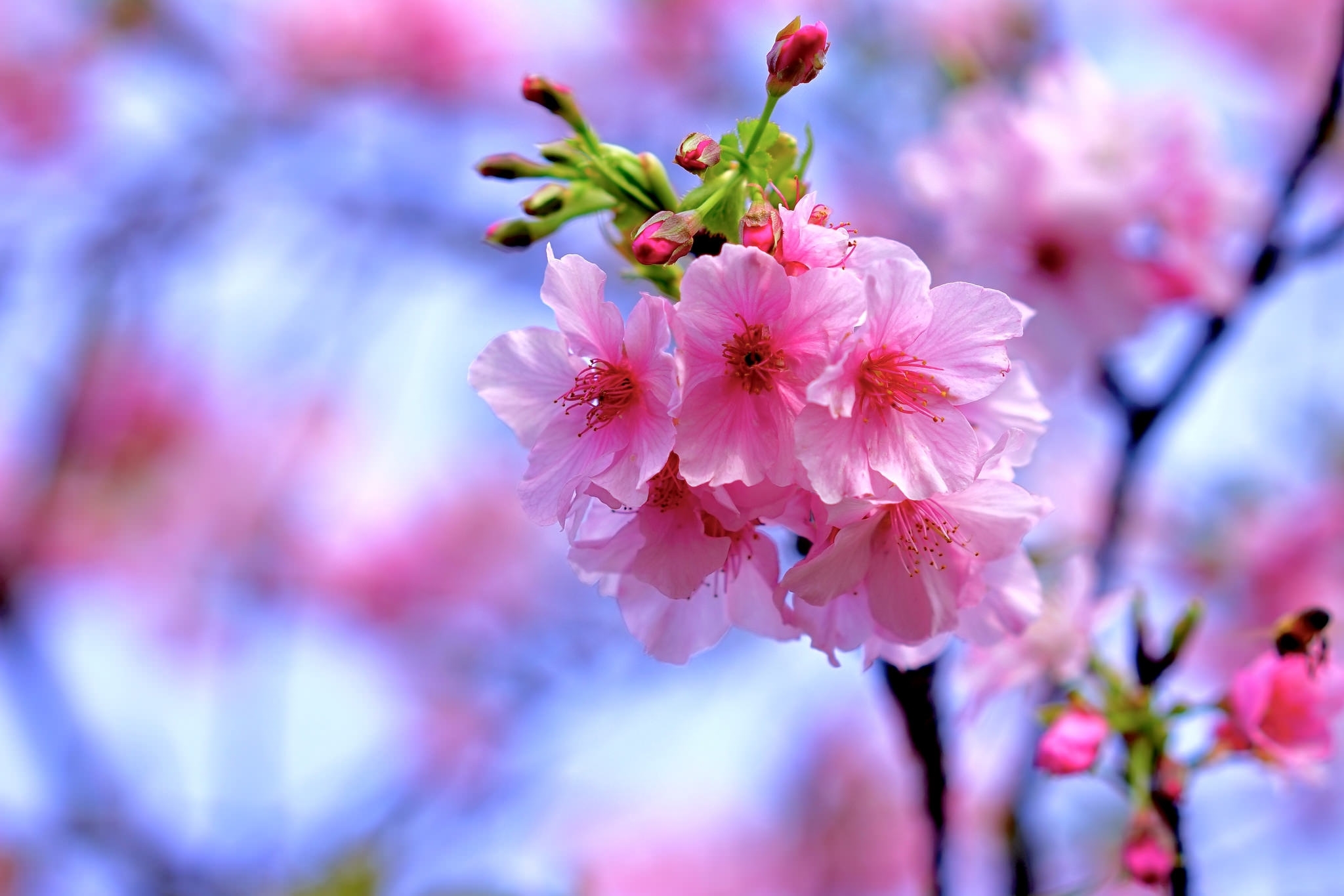 Download mobile wallpaper Nature, Flowers, Flower, Close Up, Earth, Spring, Blossom, Pink Flower for free.