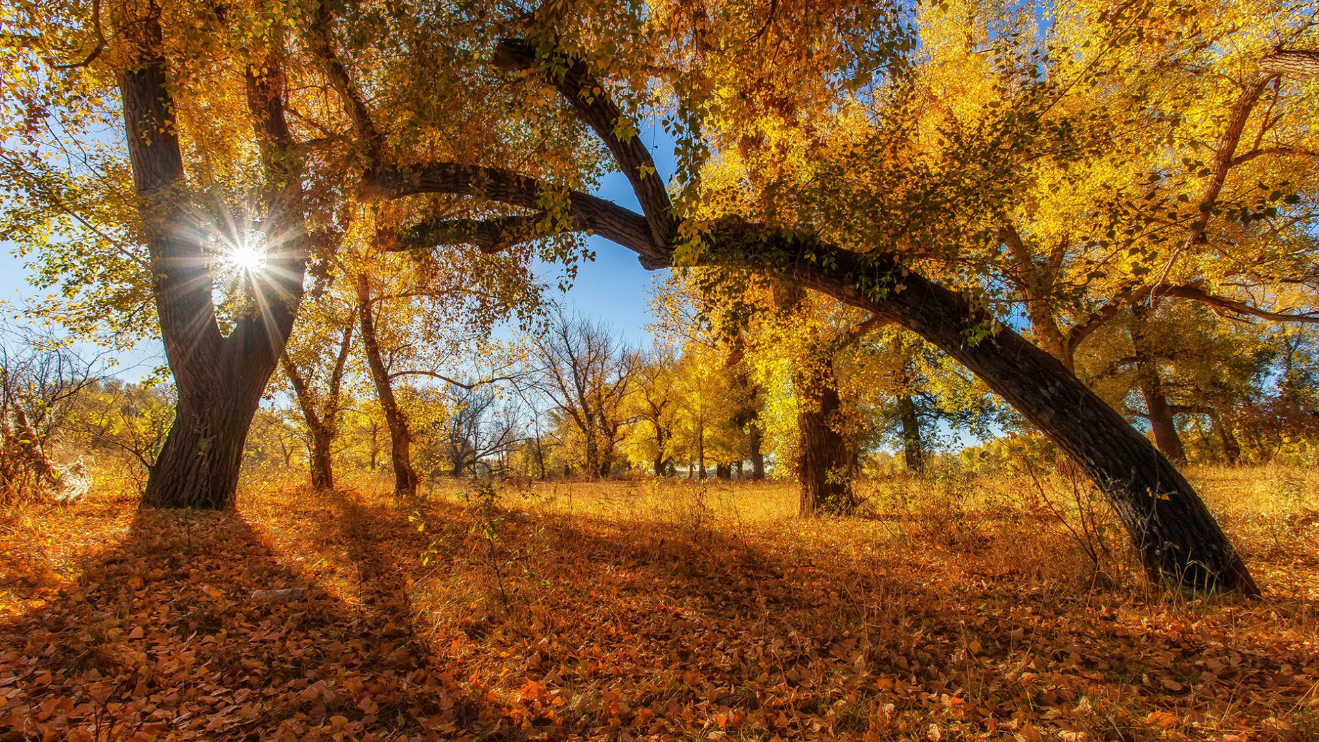 Download mobile wallpaper Sun, Tree, Fall, Earth for free.