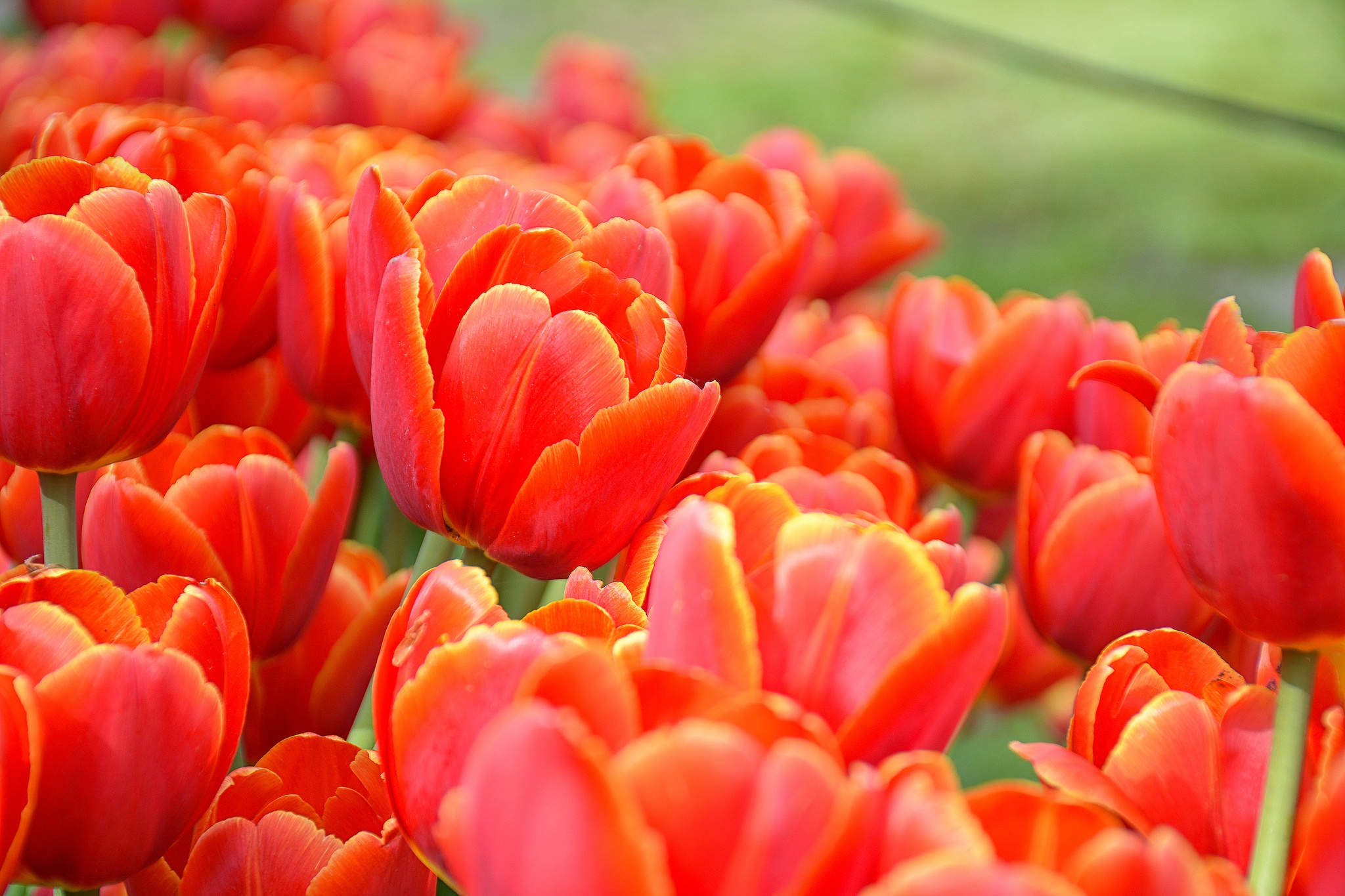 Handy-Wallpaper Natur, Blumen, Blume, Nahansicht, Frühling, Tulpe, Rote Blume, Erde/natur kostenlos herunterladen.