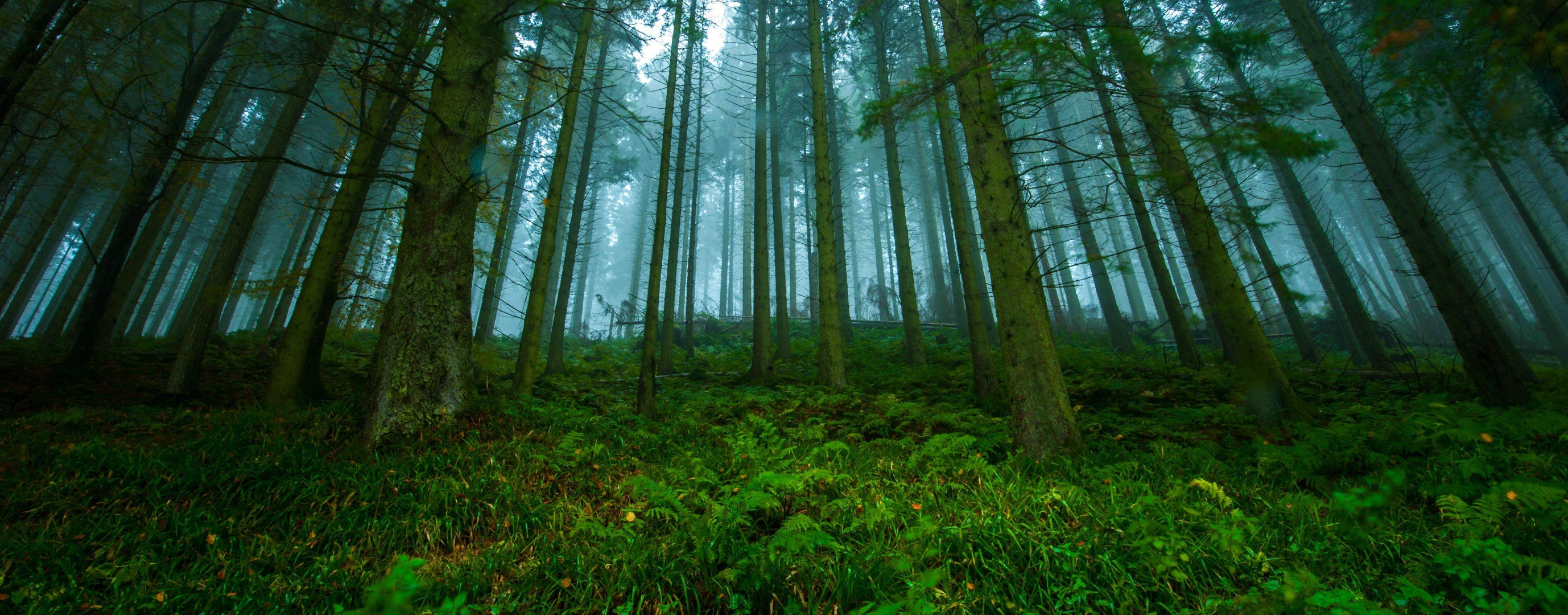 Free download wallpaper Forest, Tree, Earth on your PC desktop