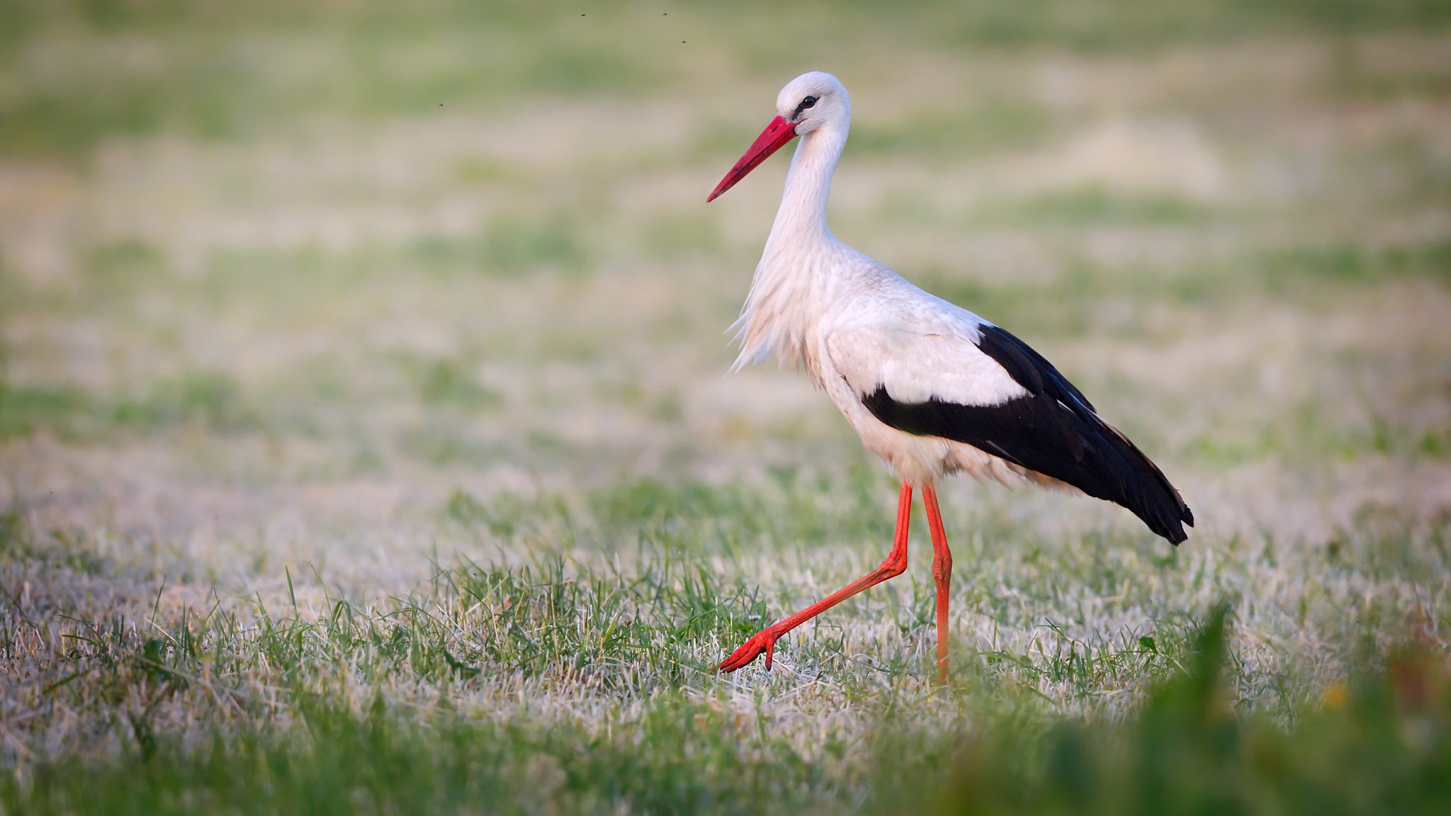 Download mobile wallpaper Birds, Animal, Stork for free.