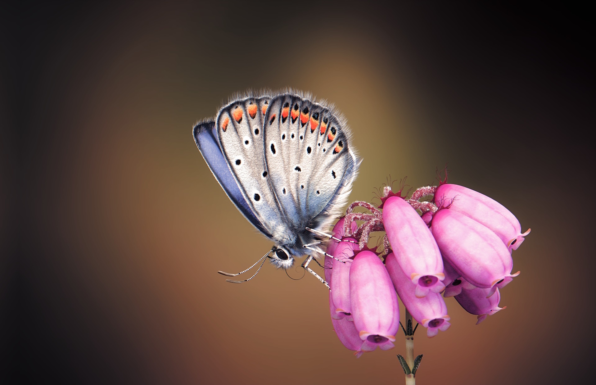 Free download wallpaper Macro, Insect, Butterfly, Animal, Pink Flower on your PC desktop