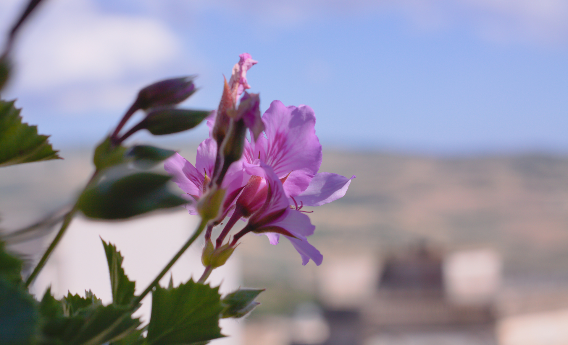 Download mobile wallpaper Flowers, Flower, Leaf, Earth, Pink Flower, Depth Of Field for free.