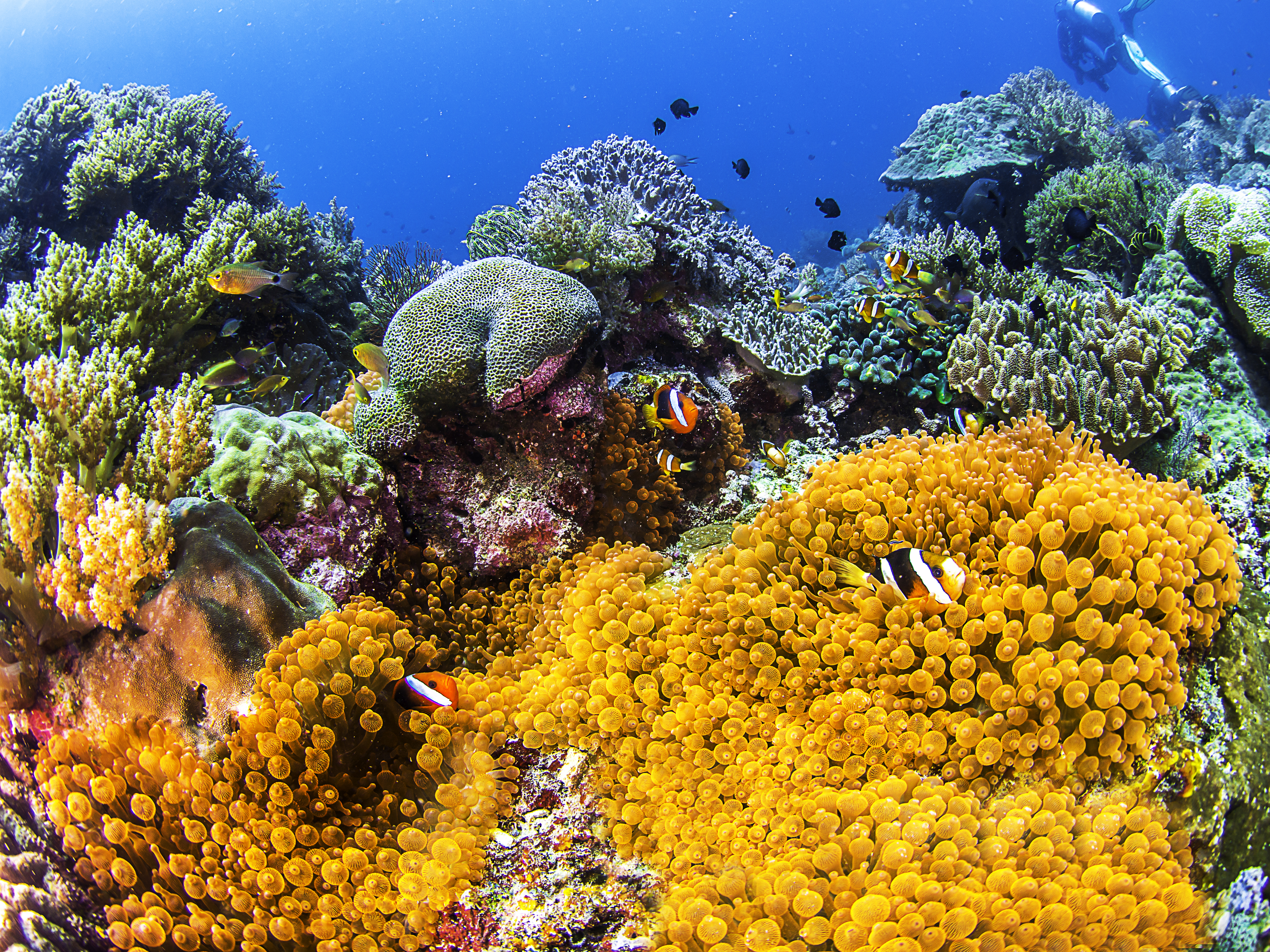 1529340 Hintergrundbild herunterladen tiere, clownfisch, koralle, fisch, seeanemone, seeleben, unterwasser, fische - Bildschirmschoner und Bilder kostenlos