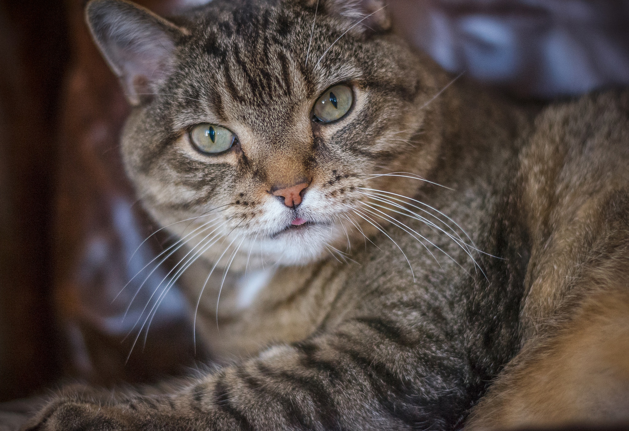 Baixar papel de parede para celular de Animais, Gatos, Gato, Olhar Fixamente gratuito.