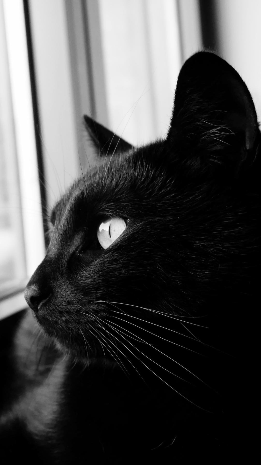 Descarga gratuita de fondo de pantalla para móvil de Animales, Gatos, Gato, Blanco Y Negro, Blanco Negro.