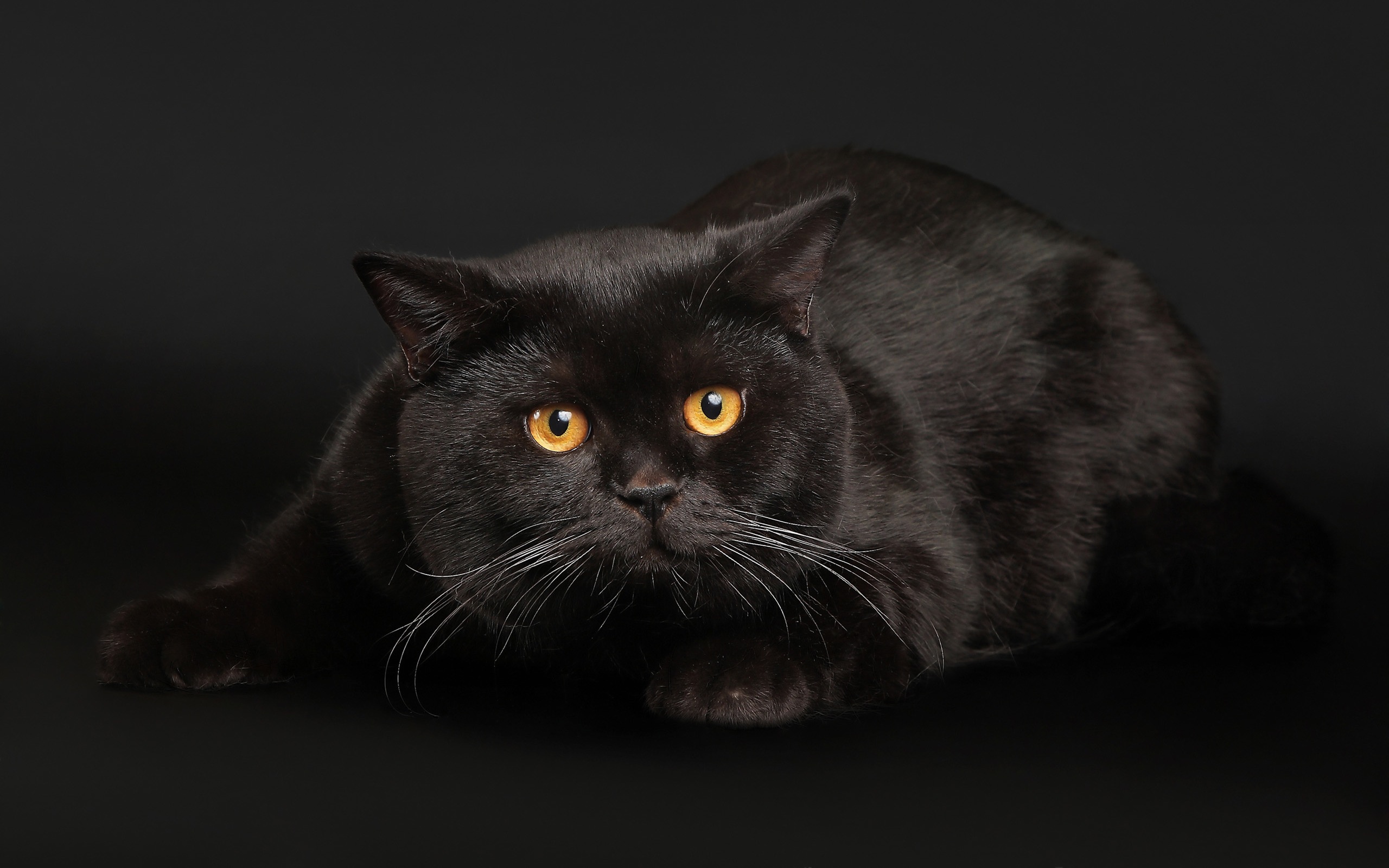 31535 скачать обои кошки (коты котики), черные, животные - заставки и картинки бесплатно