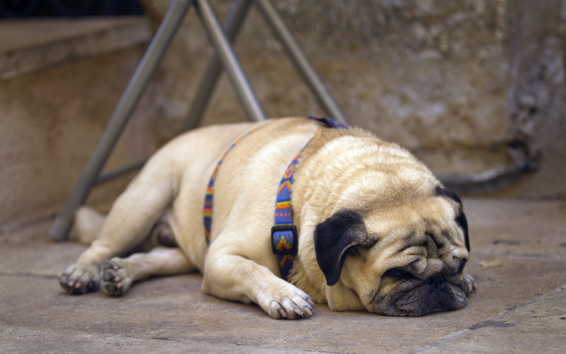 Téléchargez gratuitement l'image Animaux, Chiens, Chien, Mignon, Carlin sur le bureau de votre PC